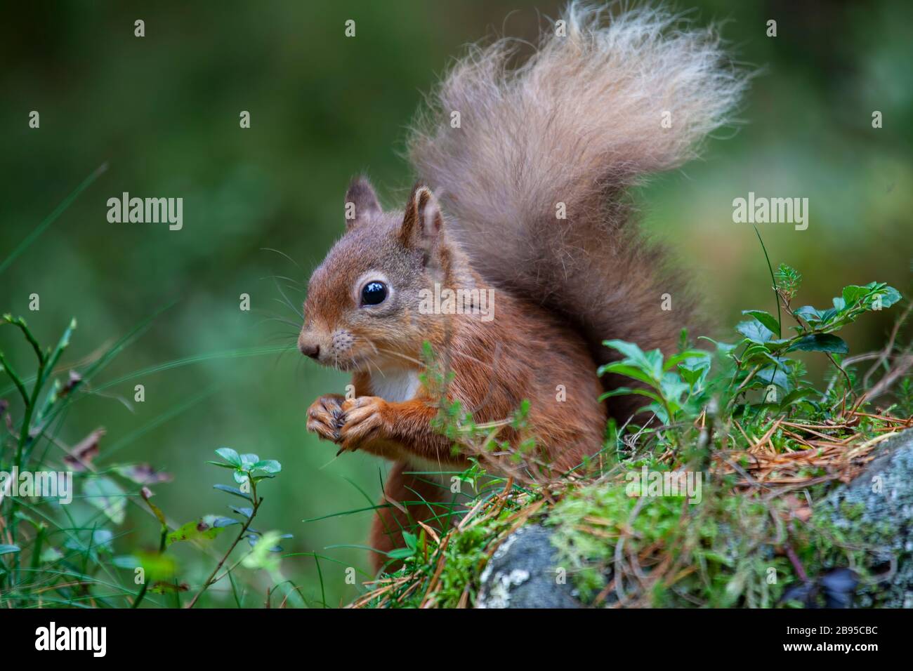 A close up of a red squirrel Sciurus vulgaris in the wilds of Scotland with a bushy tail and a hazel nut in its claws Stock Photo