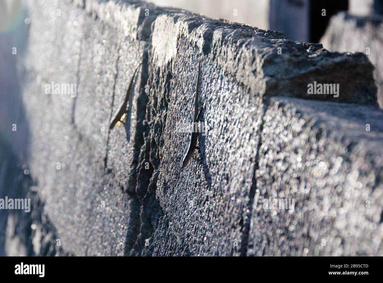 lezards crawling on an outside wall Stock Photo