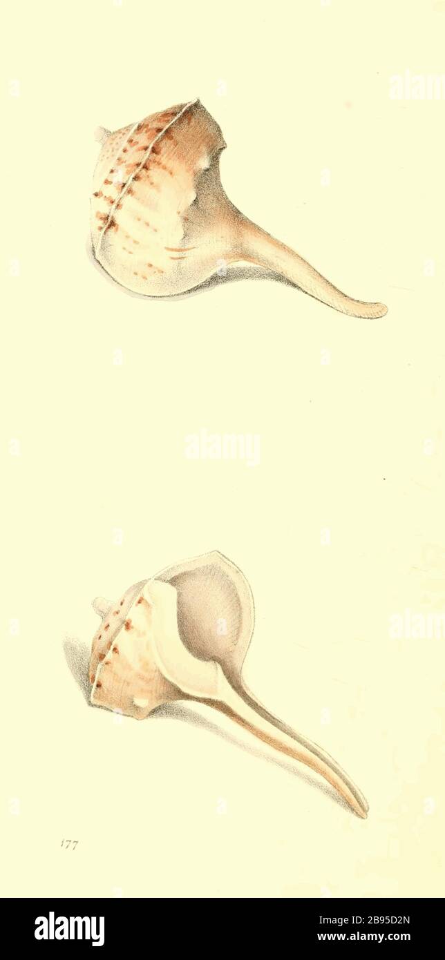 Download Decoracio de la riba For Free