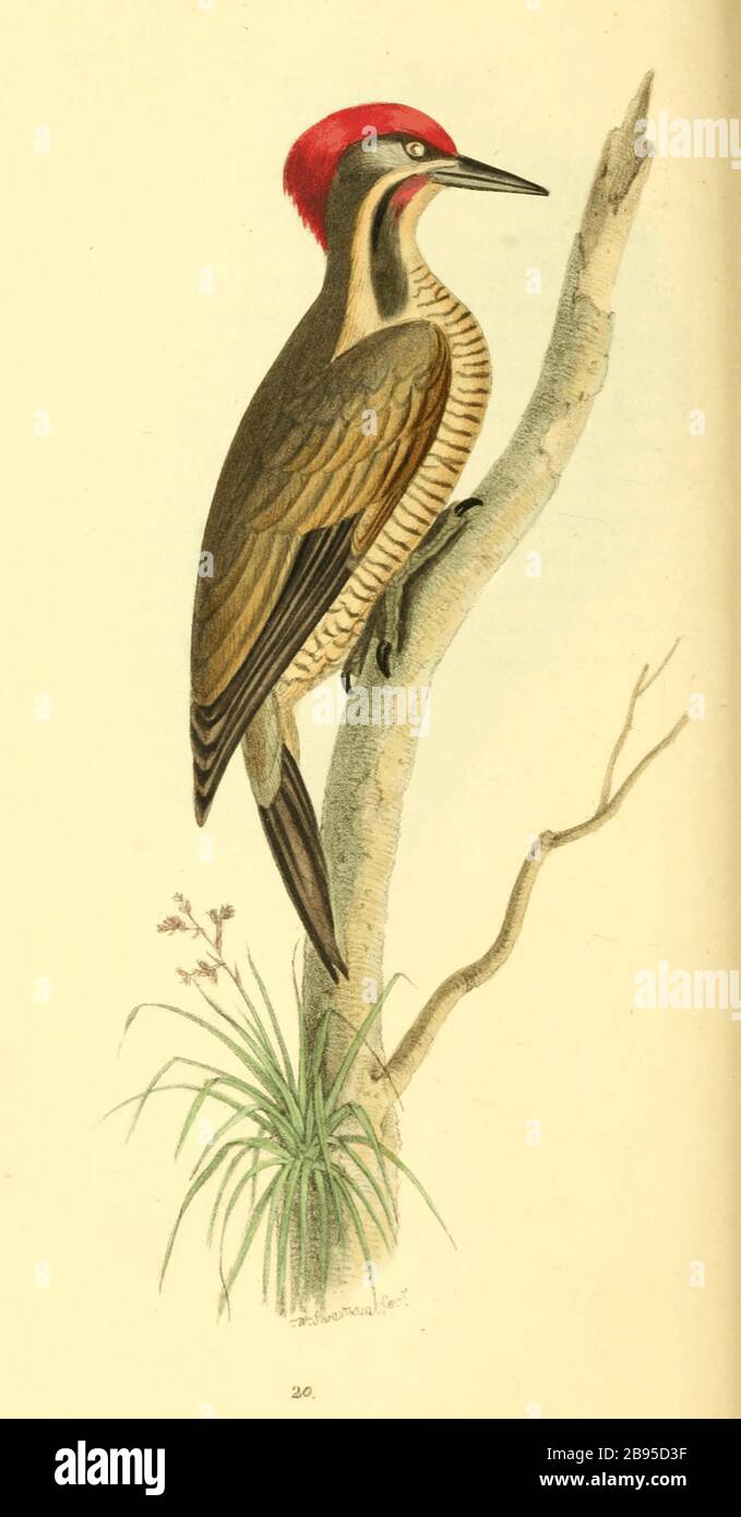 "English Plate 20. Picus Braziliensis. Brazilian Woodpecker. Modern
