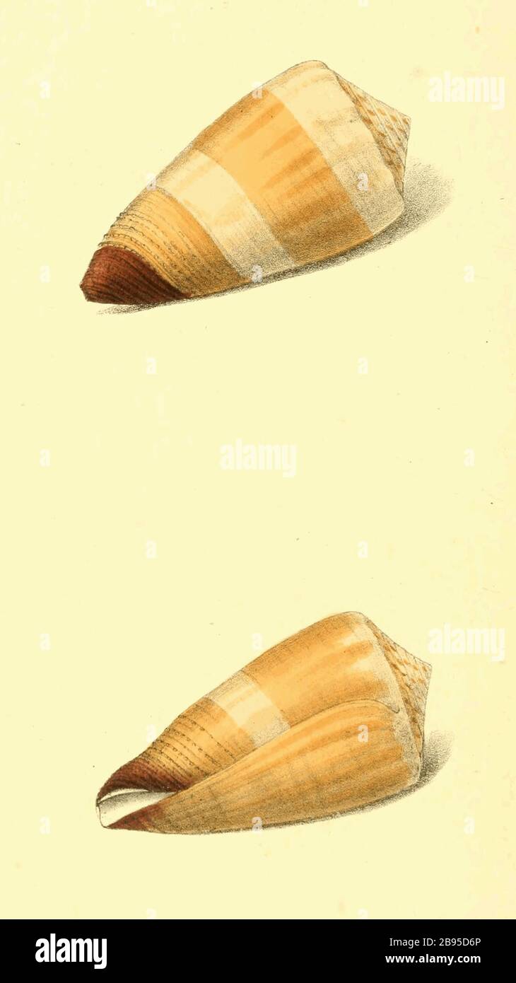 'English: Plate 126. Conus vitulinus var. Orange Fox Cone, Brown-tipp'd variety.   Modern accepted name (2012) is Conus planorbis[1].; March 1822; Zoological Illustrations, Volume III.; William Swainson, F.R.S., F.L.S.; ' Stock Photo