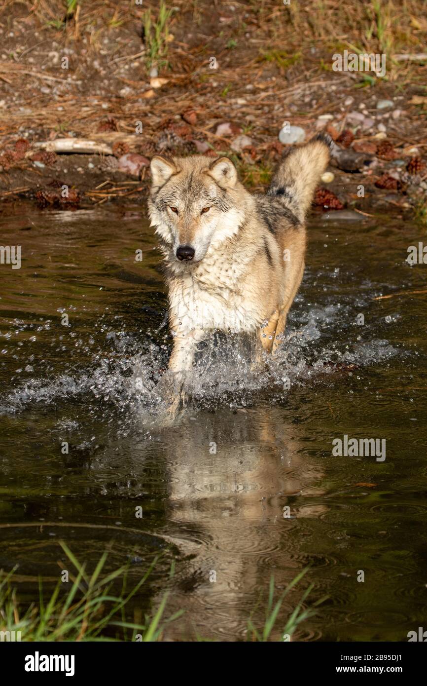 Animals splashing in water hi-res stock photography and images - Alamy