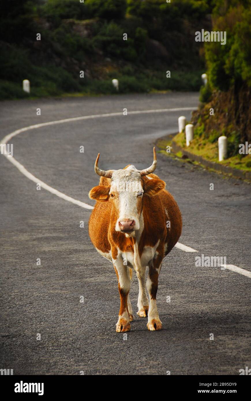 Cow in the middle of the street hi-res stock photography and images - Alamy