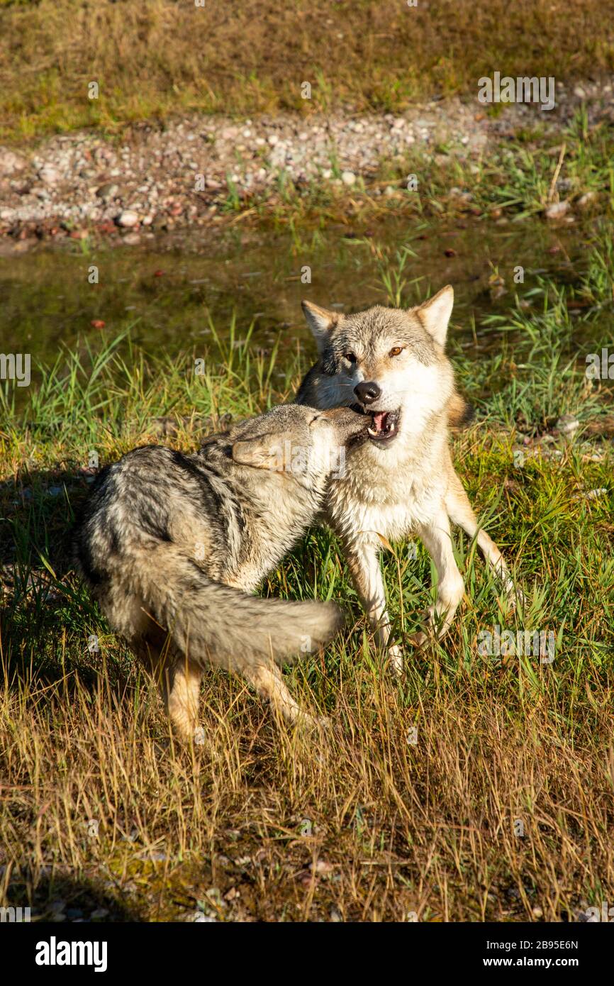 Young timber wolf playing with elder wolf at Triple D in Montana Stock Photo