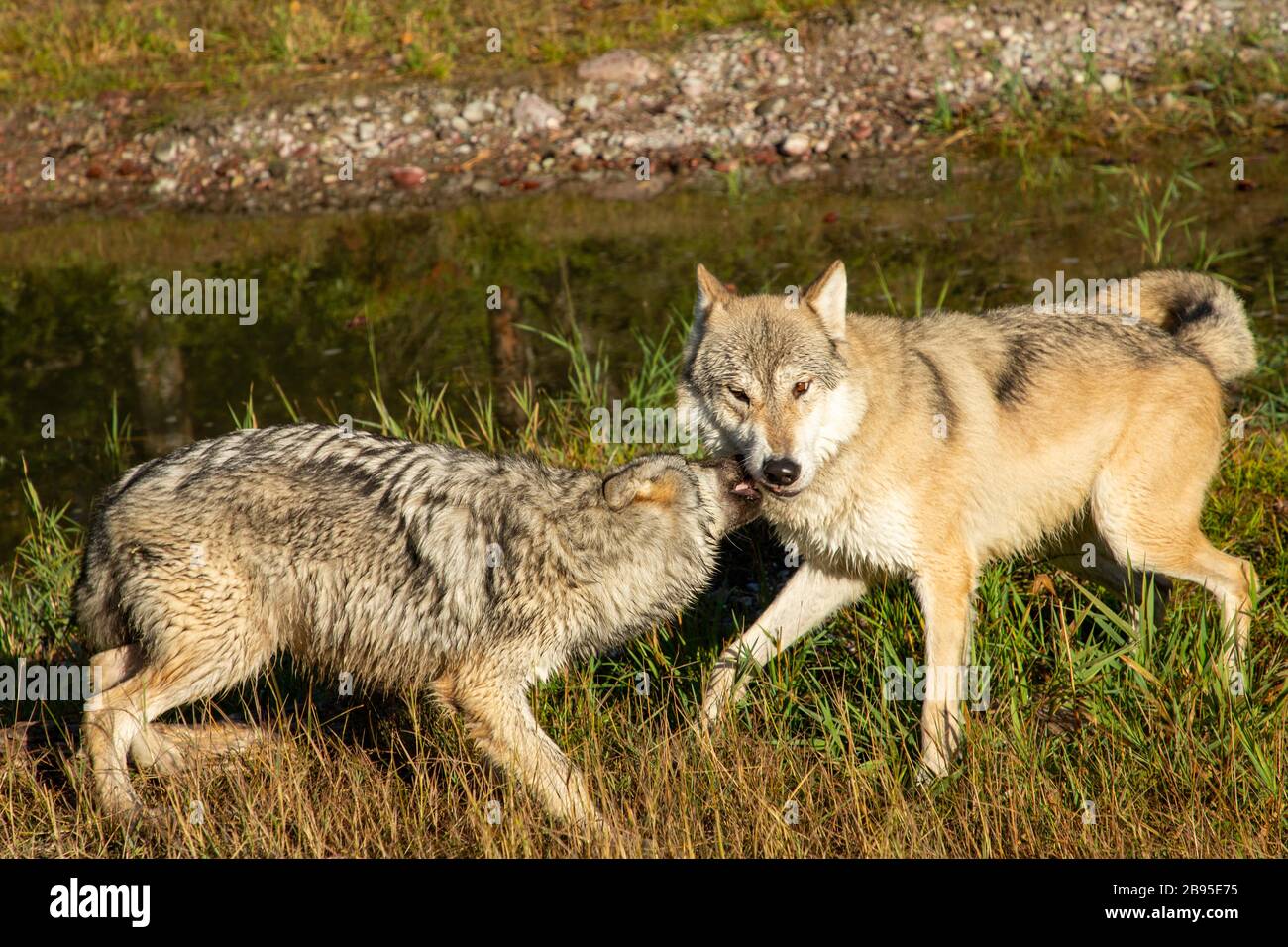 Young wolf playing with older wolf at Triple D in Montana Stock Photo