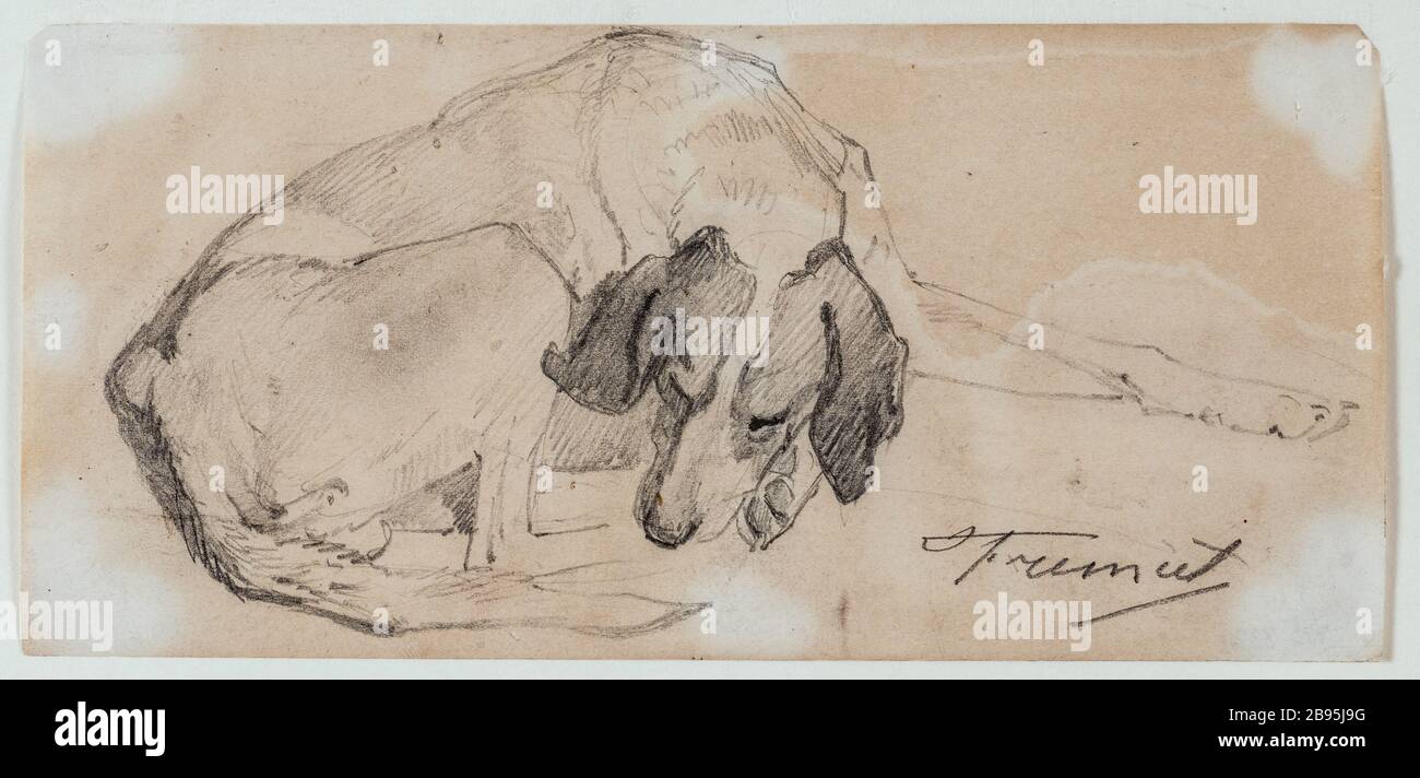 Dog Study FREMIET Emmanuel (1824-1910). Etude de chien. mine de plomb sur papier. Musée des Beaux-Arts de la Ville de Paris, Petit Palais. Stock Photo