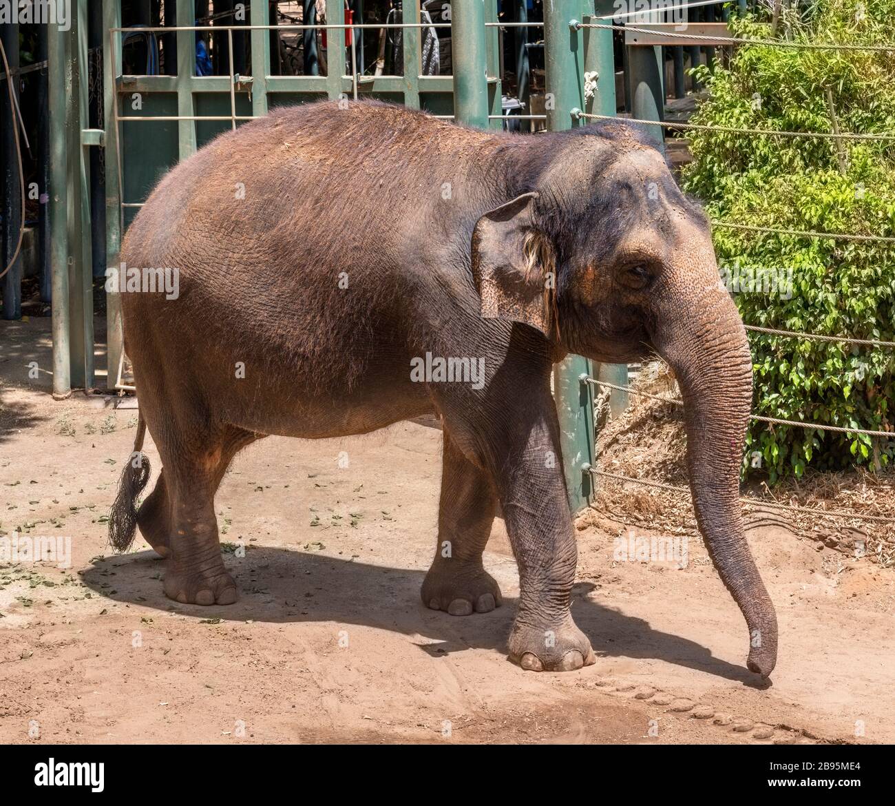 Asian elephant (Elephas maximus), Perth Zoo, Perth, Western Australia, Australia Stock Photo
