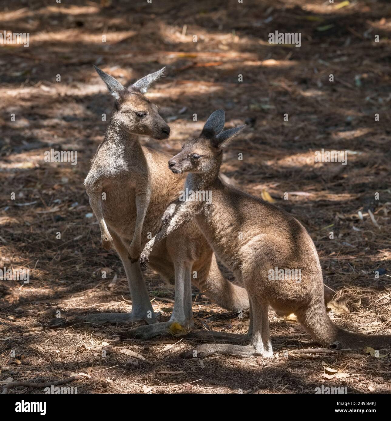 Young kangaroos. Western Grey Kangaroo (Macropus fuliginosus) Stock Photo