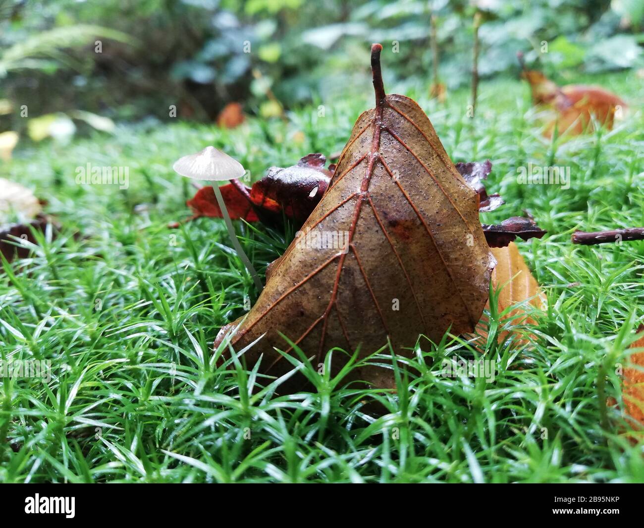 leaf on the ground in autumn Stock Photo