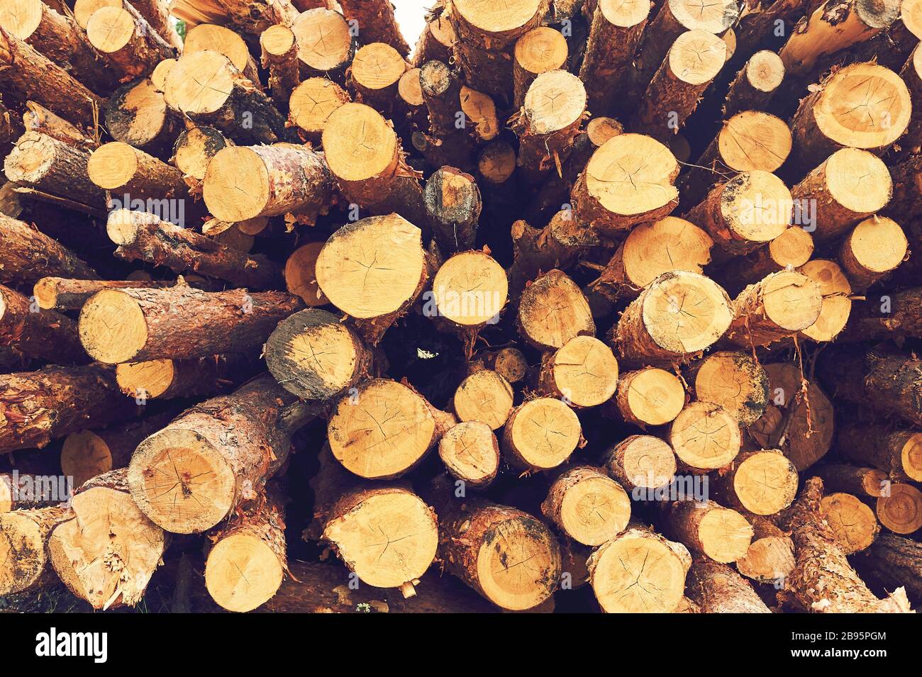 Natural wooden logs cut and stacked in pile, felled by the logging timber industry, Abstract photo of a pile of natural wooden logs background Stock Photo
