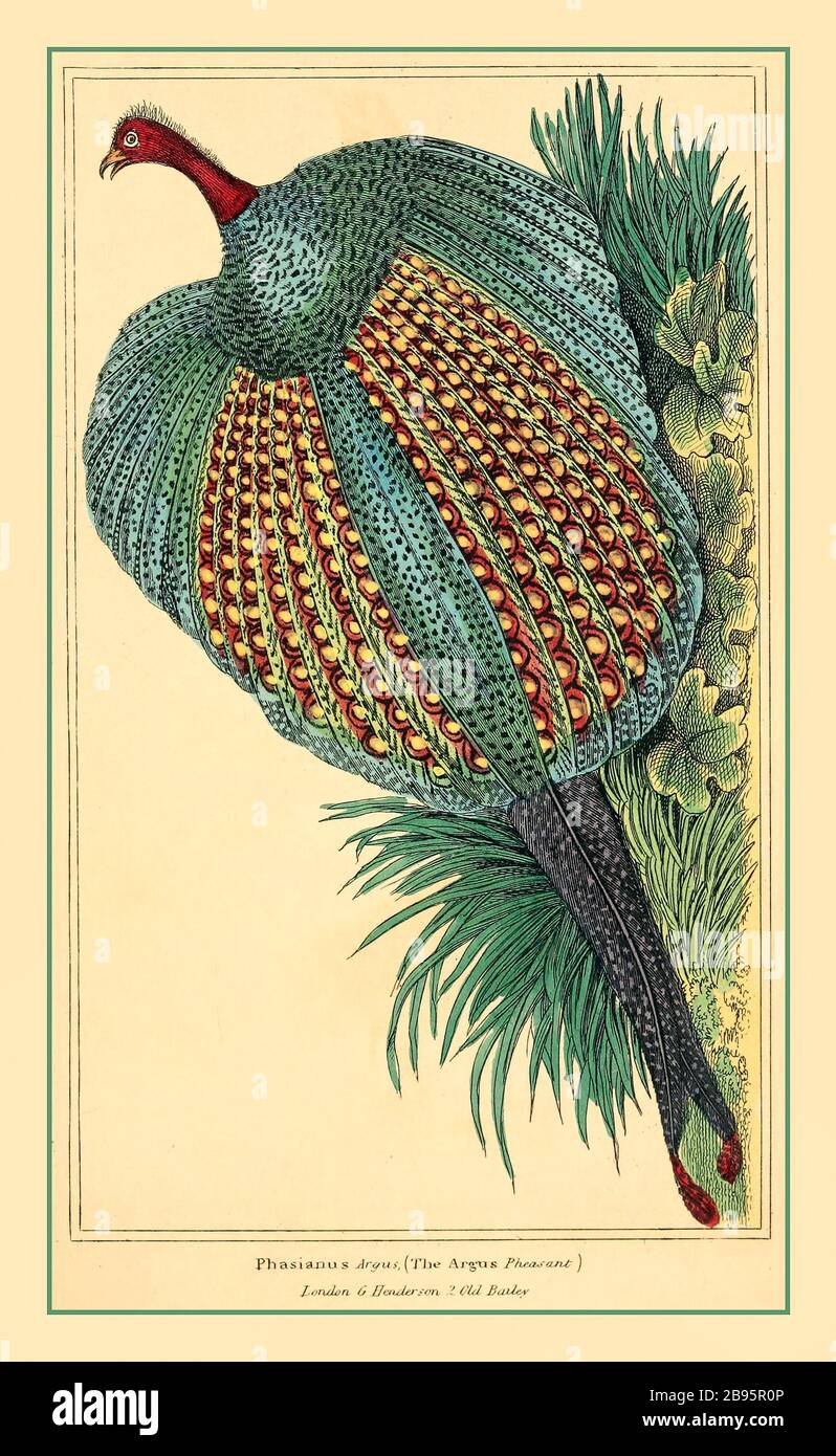 Vintage Lithograph 1830s PHASIANUS Argus Pheasant natural history of animals. Lithograph plates. London G. Henderson 1834-1837. Stock Photo