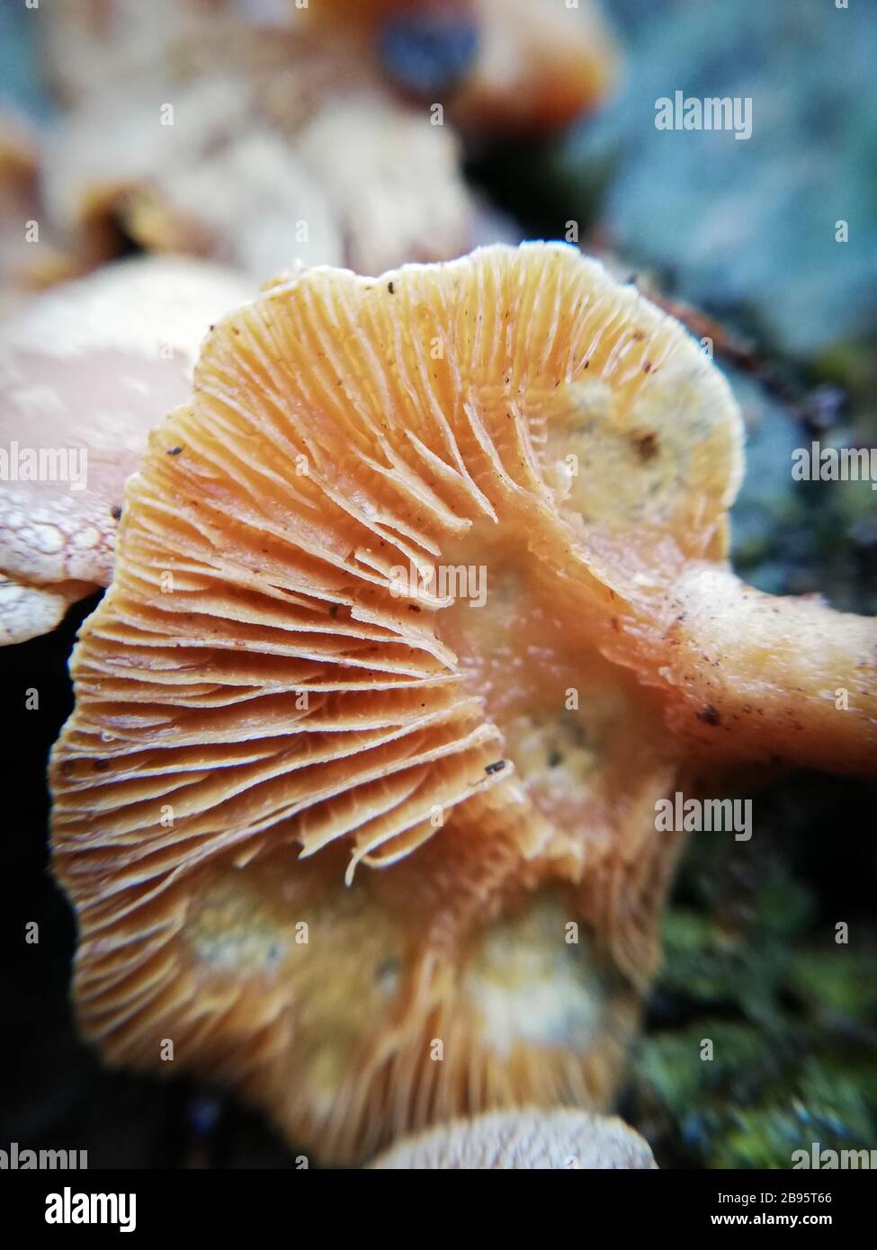 Flat cap mushrooms hires stock photography and images Alamy