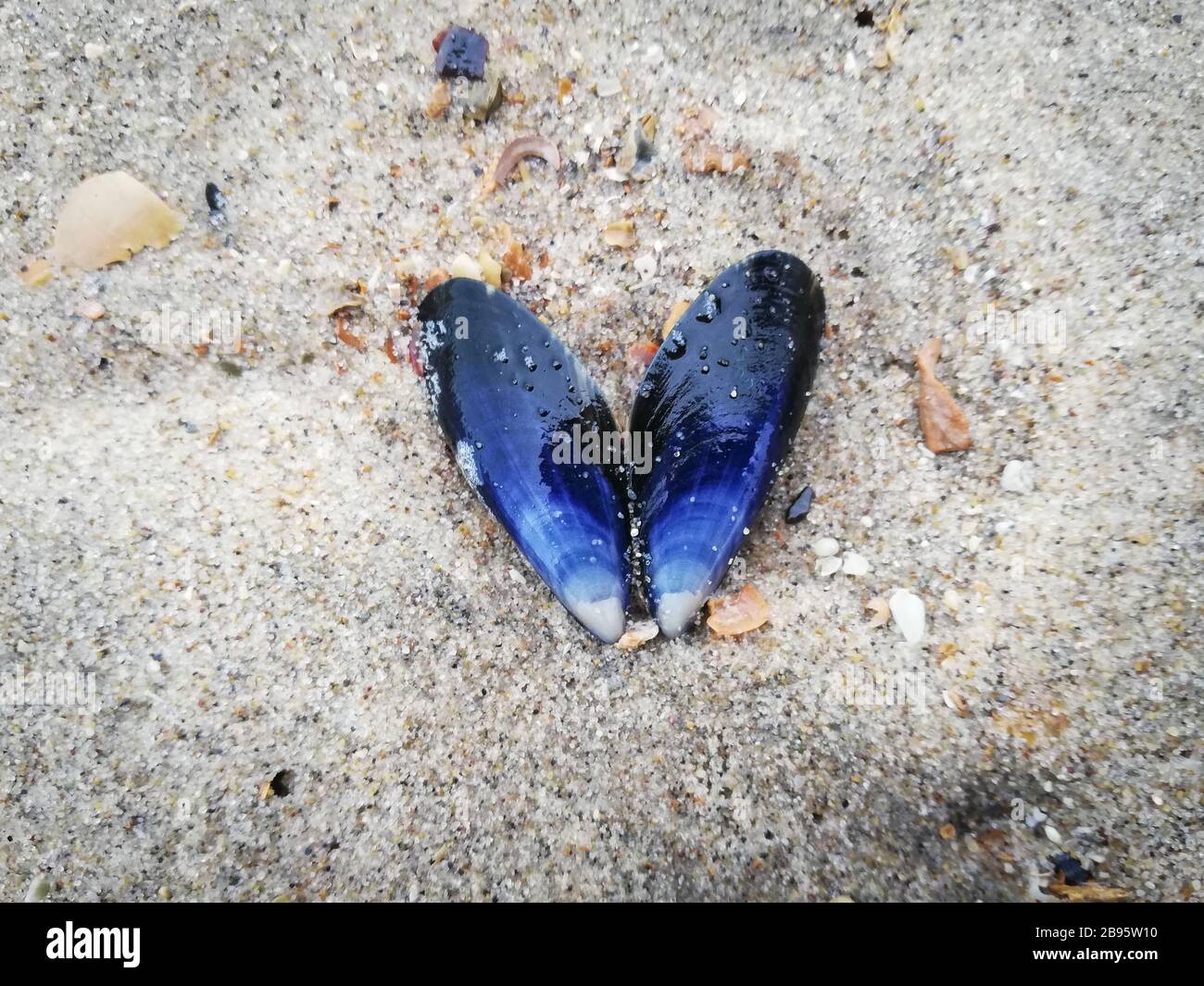 Blue mussel on the sand Stock Photo