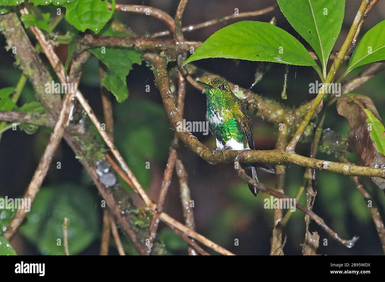 Emerald-bellied Puffleg (Eriocnemis aline dybowskii) adult perched on branch  Northern Peru                             February Stock Photo