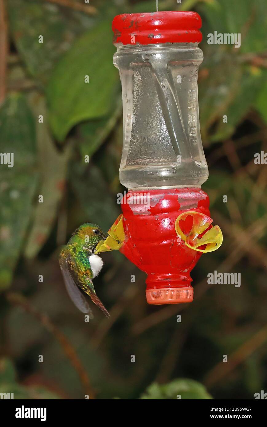 Emerald-bellied Puffleg (Eriocnemis aline dybowskii) adult feeding at hummingbird feeder  Northern Peru                             February Stock Photo