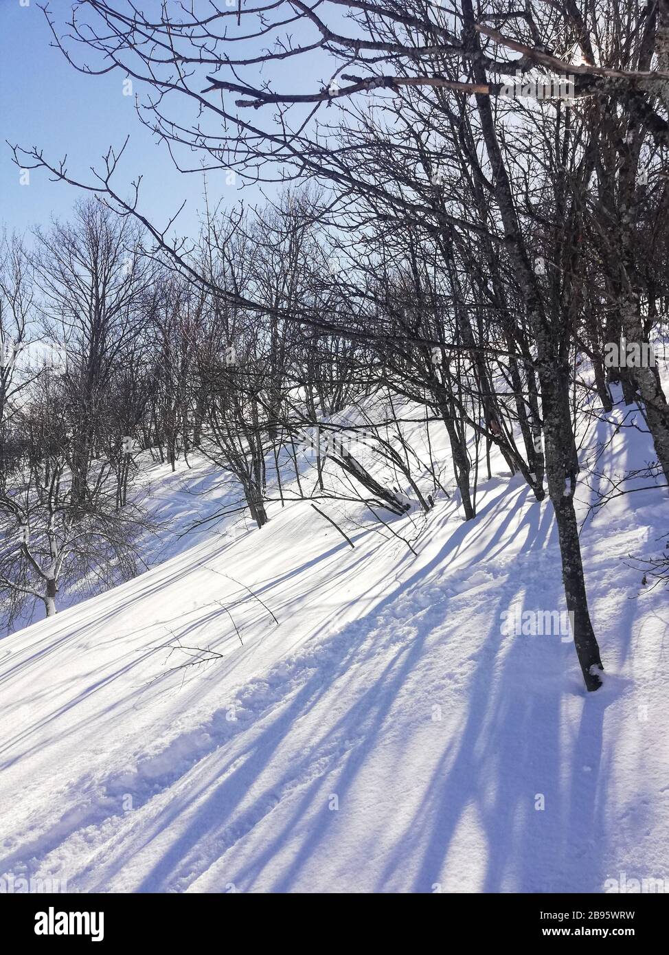 Trees and shadows in the snow Stock Photo - Alamy