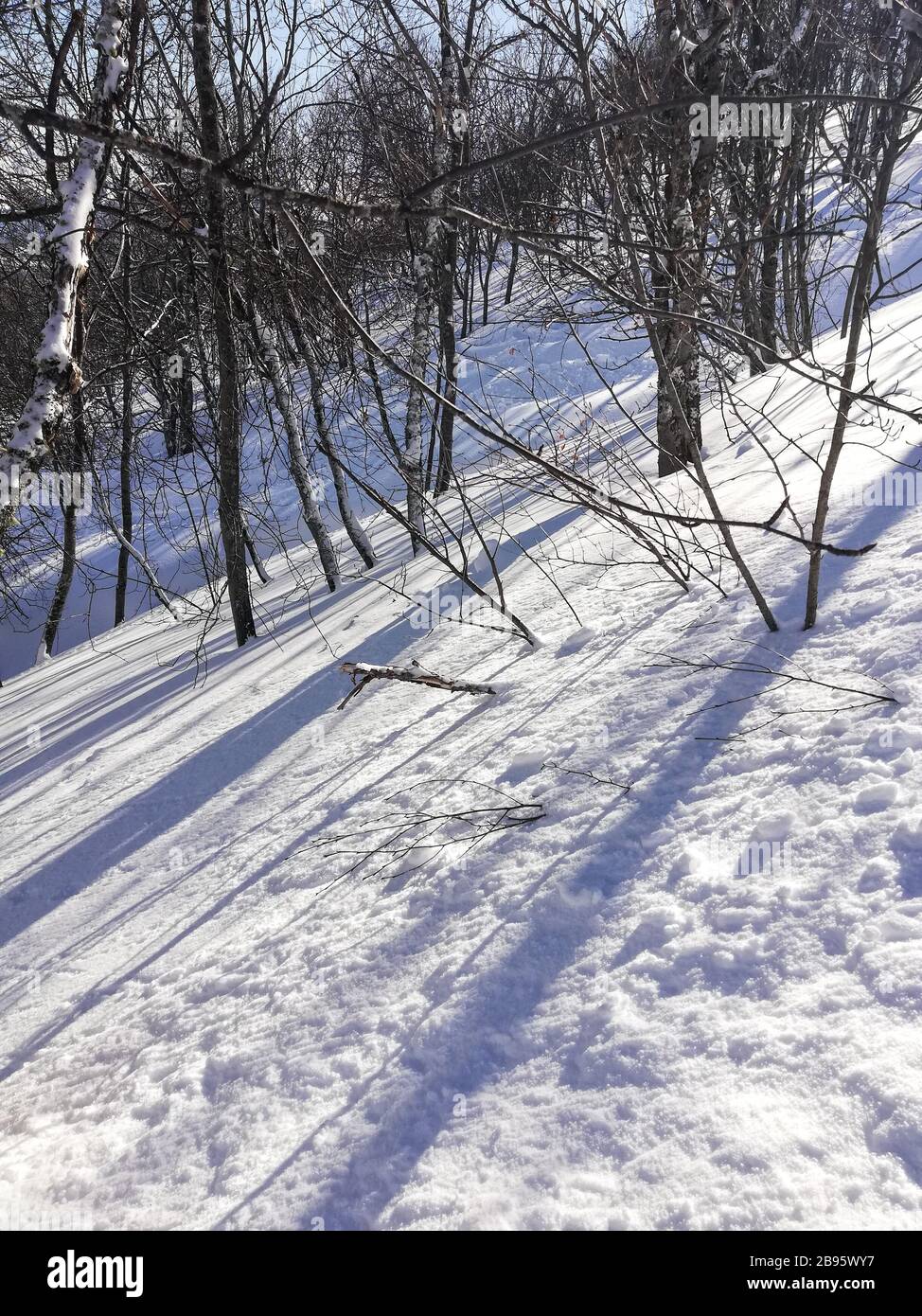 Trees and shadows in the snow Stock Photo - Alamy