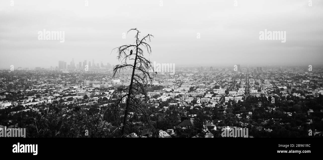 Los Angeles skyline panoramic vista with hawk in tree looking out south over downtown.  California, USA theme - background. Art Photography Stock Photo