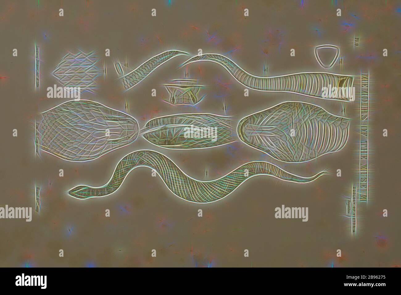 Lithographic Proof - Lithographic ink on paper of Acanthophis antarcticus, Death Adder, Death Adder, Acanthophis antarcticus (Shaw & Nodder) by Ludwig Becker. One colour proof (brown), lithographic ink on paper, 30cm x 21cm. Published as Plate 12 in The Prodromus of the Zoology of Victoria by Frederick McCoy., Reimagined by Gibon, design of warm cheerful glowing of brightness and light rays radiance. Classic art reinvented with a modern twist. Photography inspired by futurism, embracing dynamic energy of modern technology, movement, speed and revolutionize culture. Stock Photo