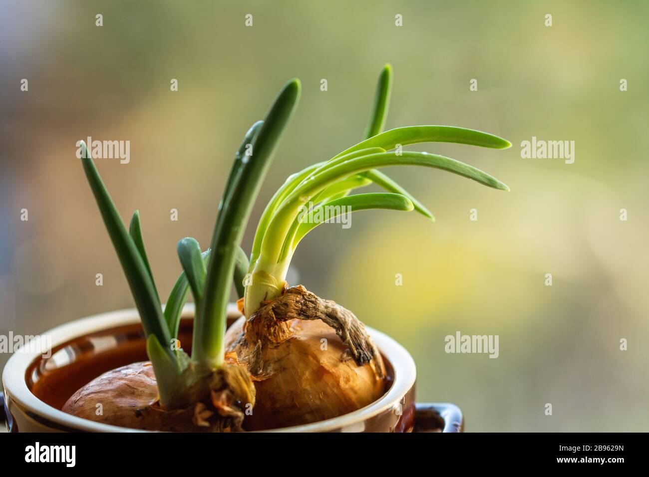 Onion with chives growing at home on the kitchen window. The concept of