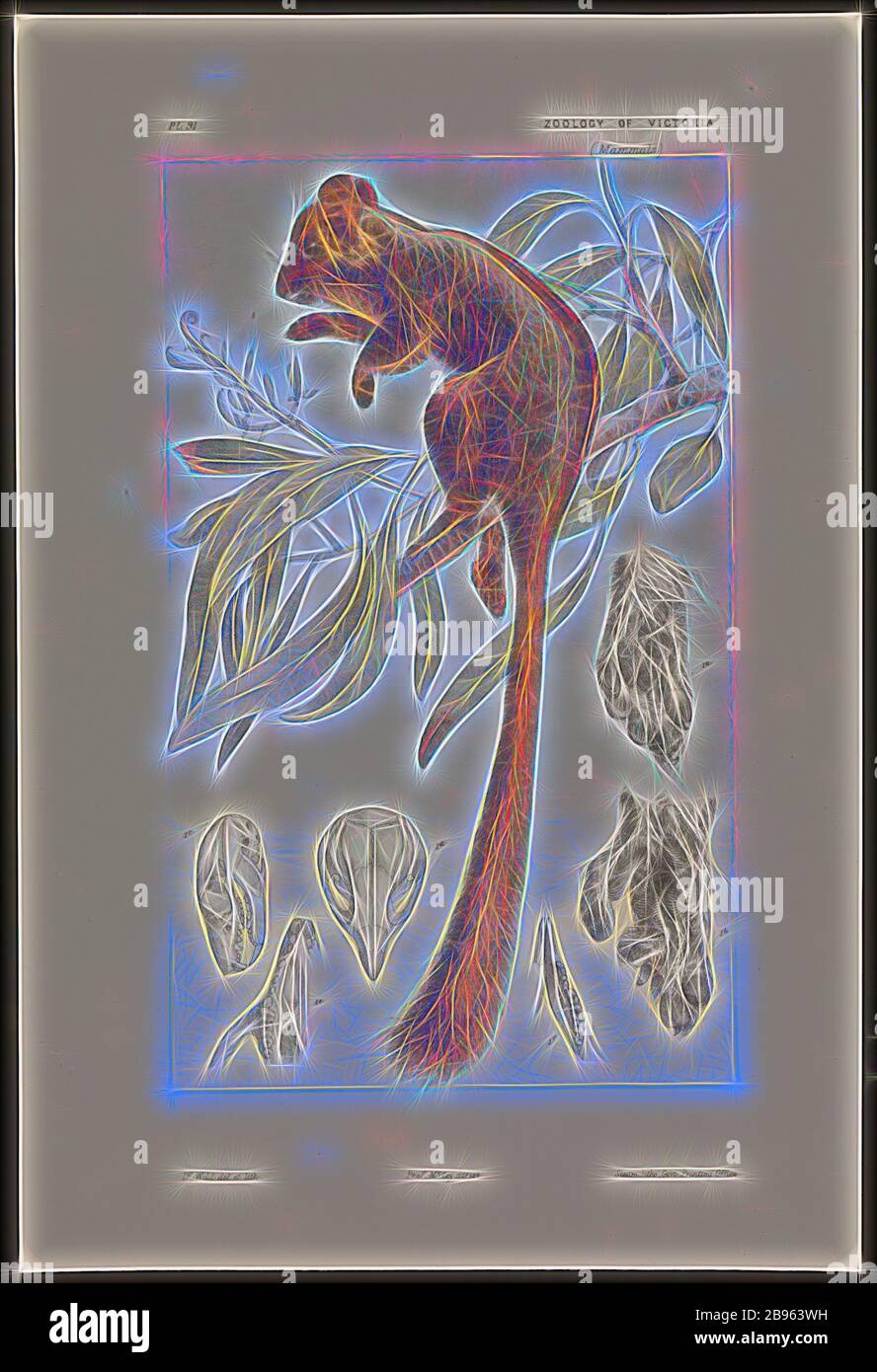 Leadbeaters possum museum hires stock photography and images Alamy