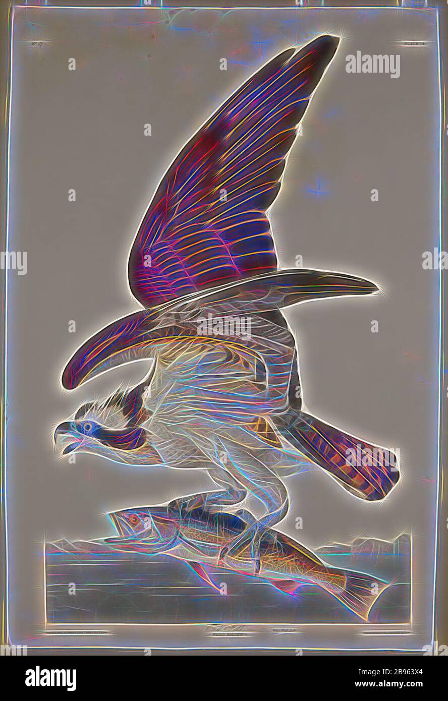 Hand-coloured aquatint, engraving - Fish Hawk, Male, Falco haliaetus, with  Vulgo Weak Fish, Birds of America, John J. Audubon, Plate 81, London 1830,  An Osprey, Pandion haliaetus with a freshly caught Vulgo
