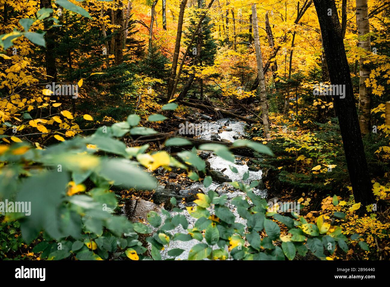 Tranquil stream runs through the middle of a colorful forest during peak autumn foliage. Stock Photo