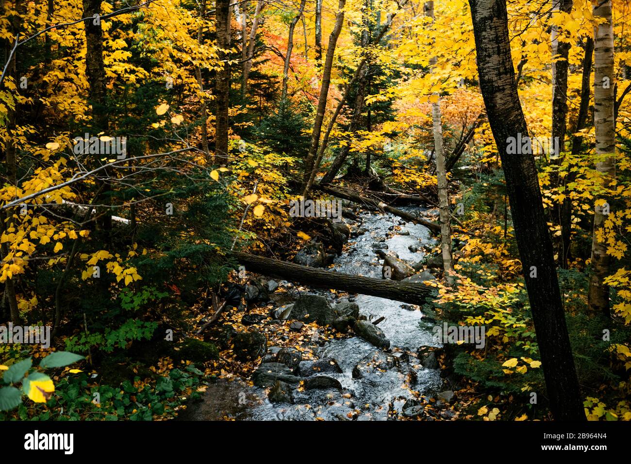 Tranquil stream runs through the middle of a colorful forest during peak autumn foliage. Stock Photo