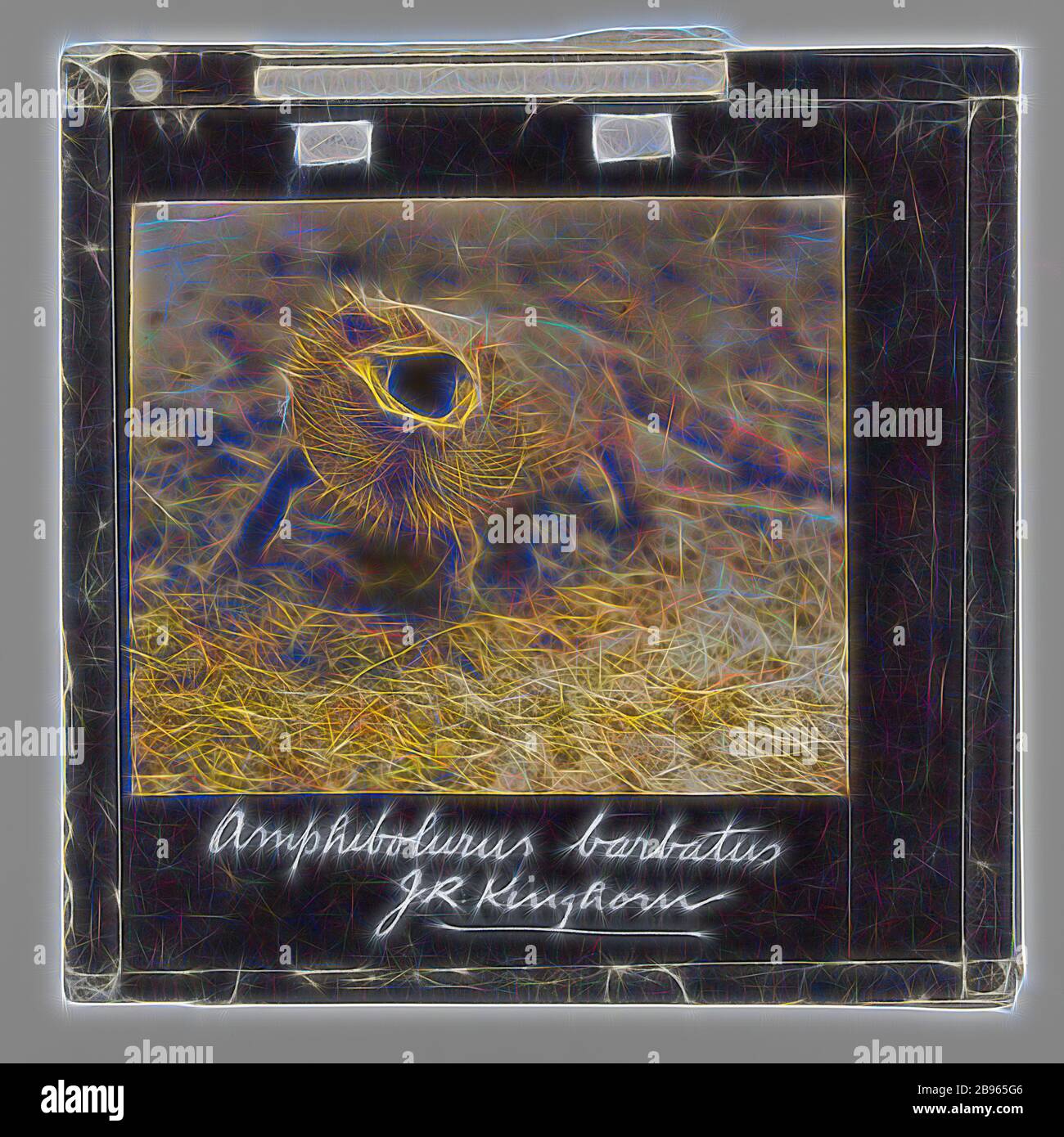 Lantern Slide - 'Amphibolurus Barbatus', 1920-1940, Coloured lantern slide depicting a bearded dragon ( Amphibolurus Barbatus). Image by J. R. Kinghorn, (1891-1983), zoologist, museum curator and broadcaster. Kinghorn was employed at the Australian Museum in Sydney between 1907-1956., Reimagined by Gibon, design of warm cheerful glowing of brightness and light rays radiance. Classic art reinvented with a modern twist. Photography inspired by futurism, embracing dynamic energy of modern technology, movement, speed and revolutionize culture. Stock Photo