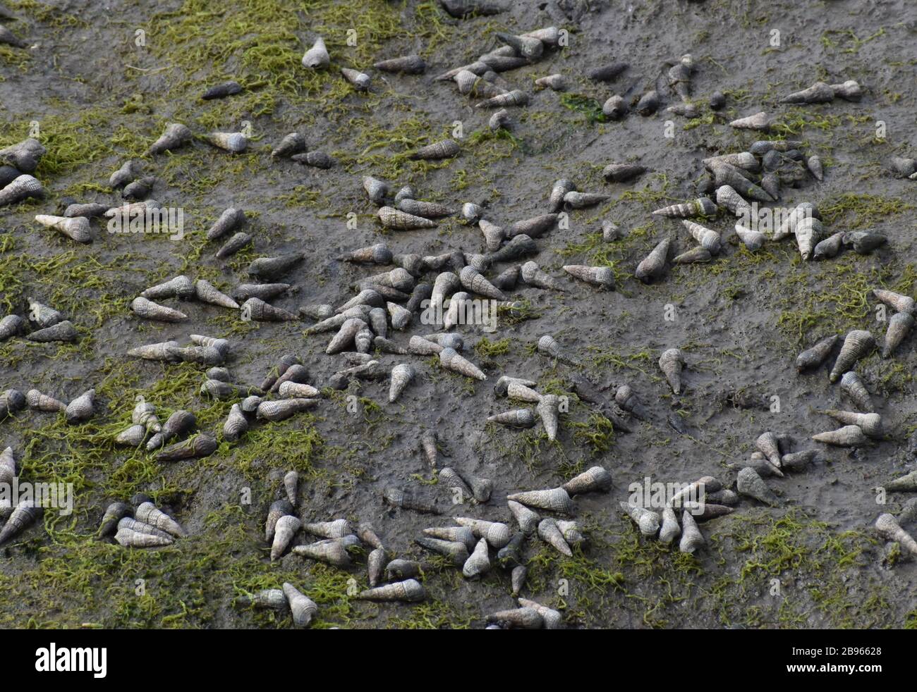 Mud snail hires stock photography and images Alamy