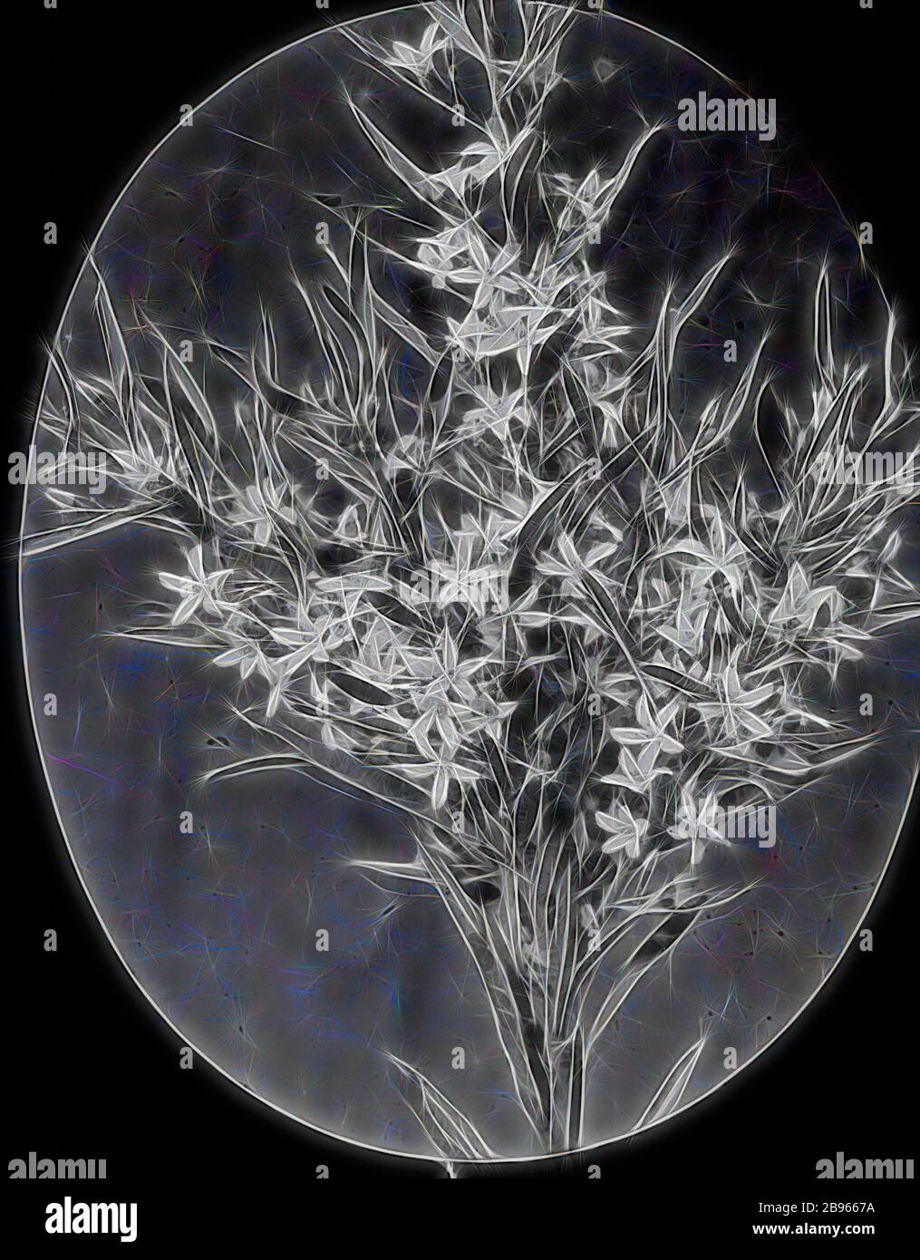 Lantern Slide - Eriostemon nerifolium, Australia, Date Unknown, Black and white image of the plant Eriostemon nerifolium photographed by Thomas H. Tregellas. one of many forming the A.J. Campbell Collection held by Museum Victoria., Reimagined by Gibon, design of warm cheerful glowing of brightness and light rays radiance. Classic art reinvented with a modern twist. Photography inspired by futurism, embracing dynamic energy of modern technology, movement, speed and revolutionize culture. Stock Photo