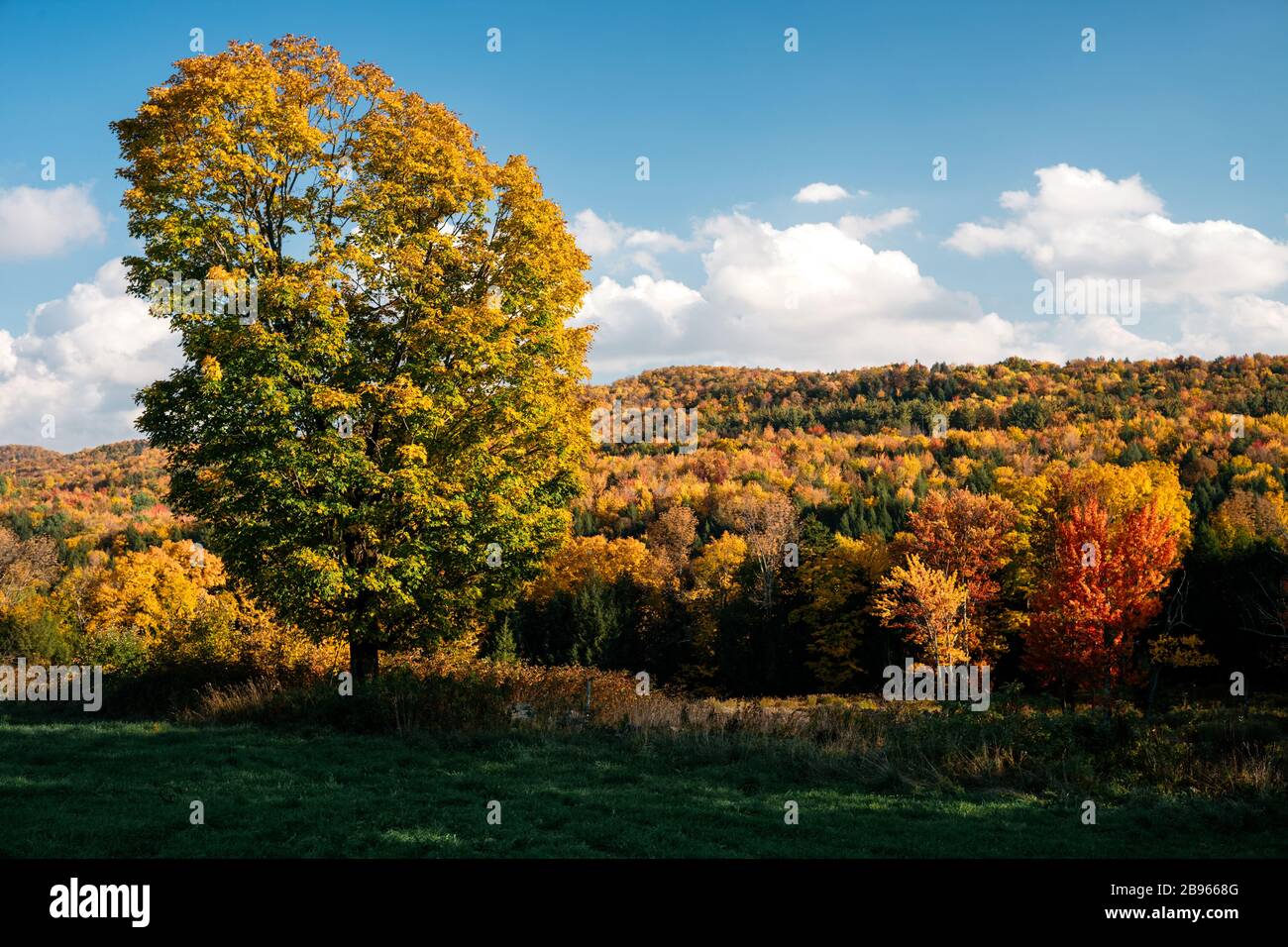 Peak autumn foliage in Vermont, Hemlock, sugar maple tree, yellow birch, Beech. Stock Photo
