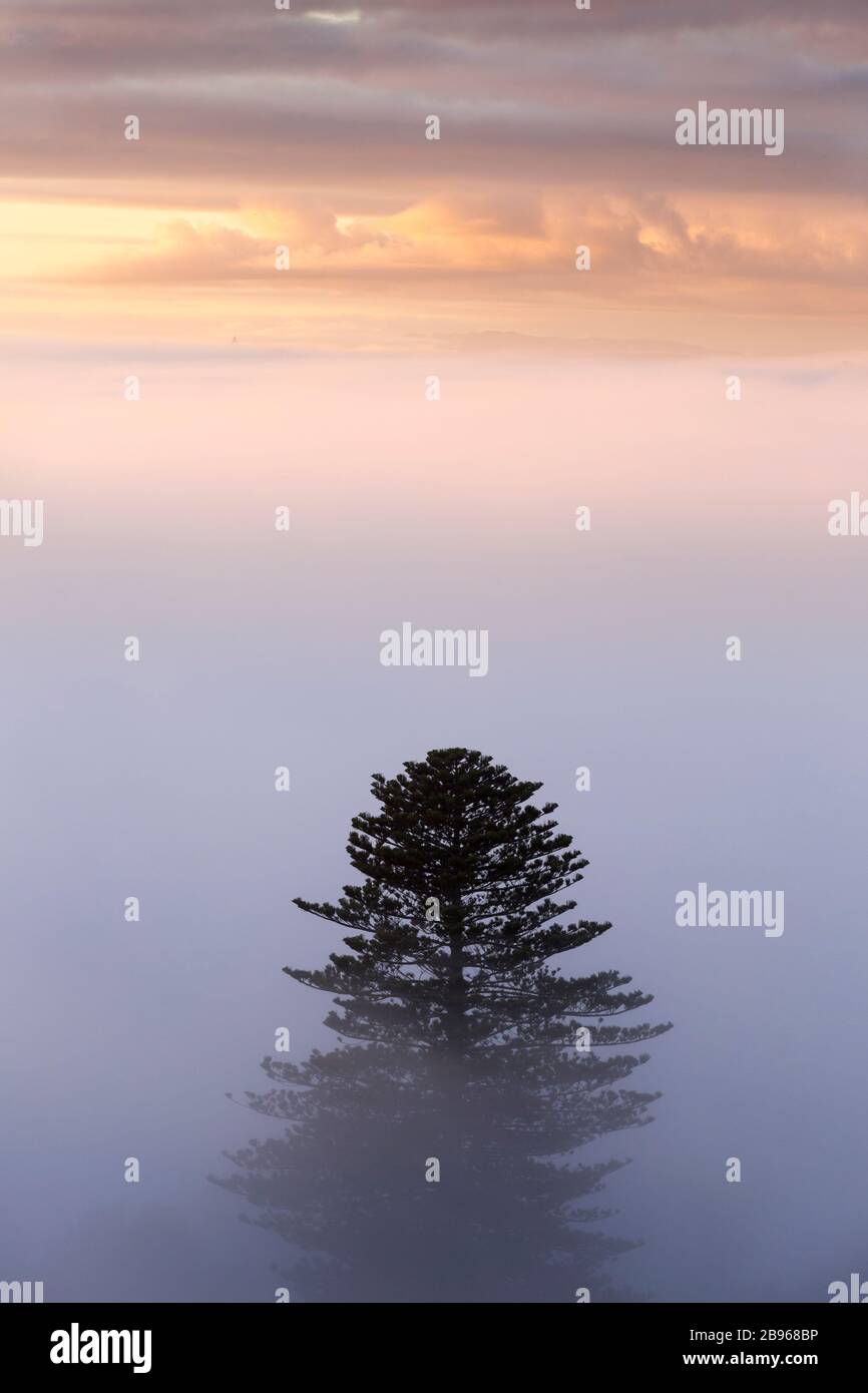 A lone pine tree shrouded in fog on the slopes of Mount Albert, Auckland Stock Photo