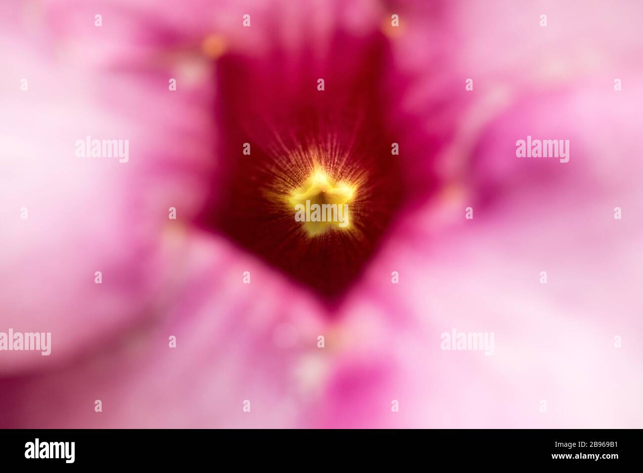 Abstract, artistic pink flower with bright, yellow, small star in the center, resembles a kaleidoscope. Stock Photo