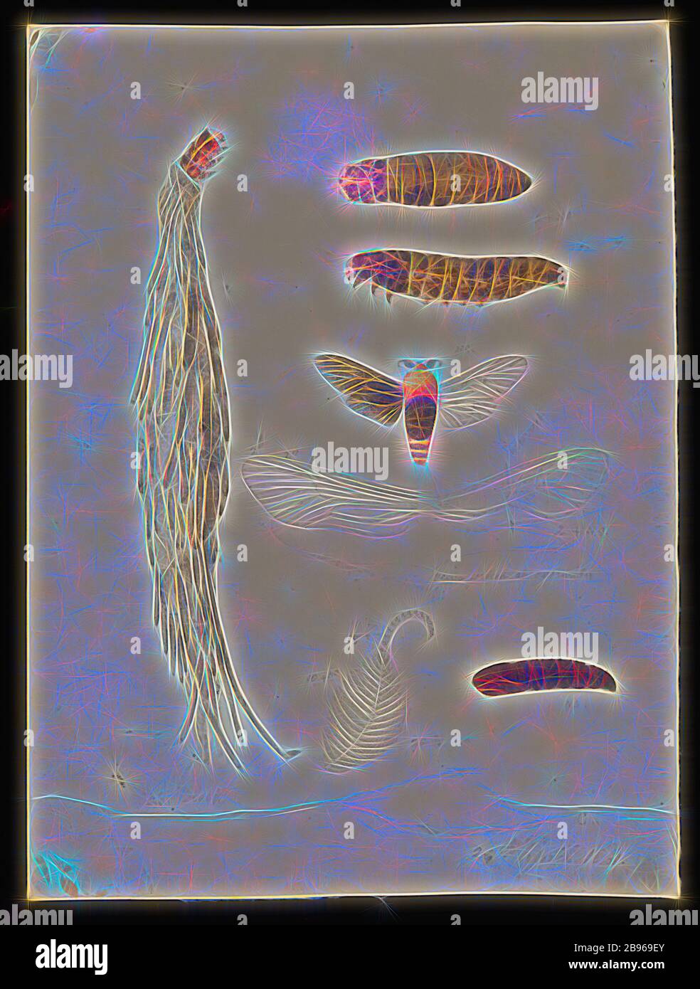 Watercolour illustration - larva, pupa and adult Saunders' Case-Moth, Metura elongatus, Arthur Bartholomew, 29 Apr 1861, This scientific illustration by Arthur Bartholomew was commissioned by Sir Frederick McCoy, Director of Museum Victoria as part of his zoological research. It forms part of the much larger Prodromus Collection. Many of the oriignal illustrations in the collection informed the production of the two volume work The Prodromus of the Zoology of Victoria which was Museum Victoria's first major, Reimagined by Gibon, design of warm cheerful glowing of brightness and light rays radi Stock Photo