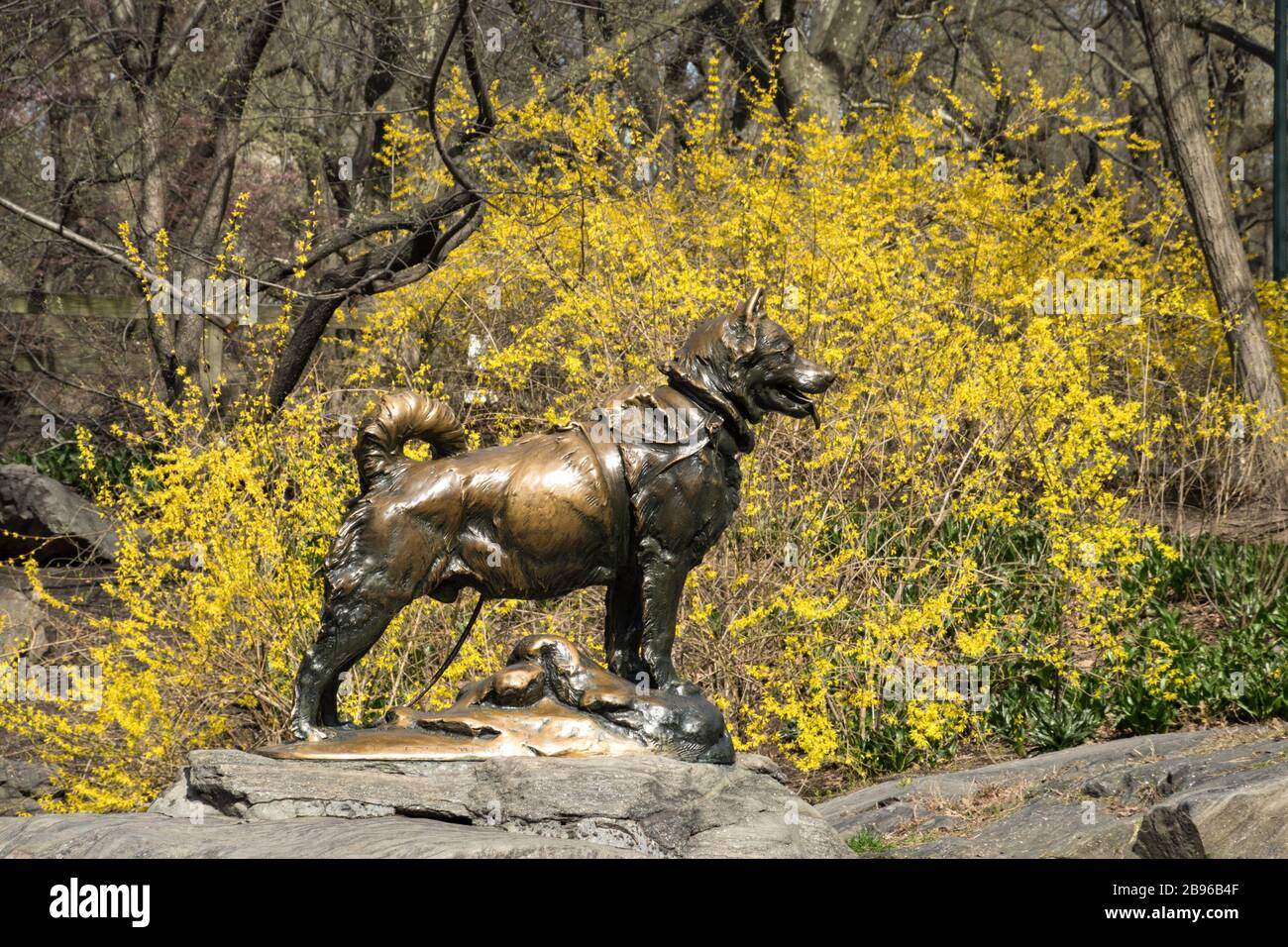 Balto sled dog hires stock photography and images Alamy