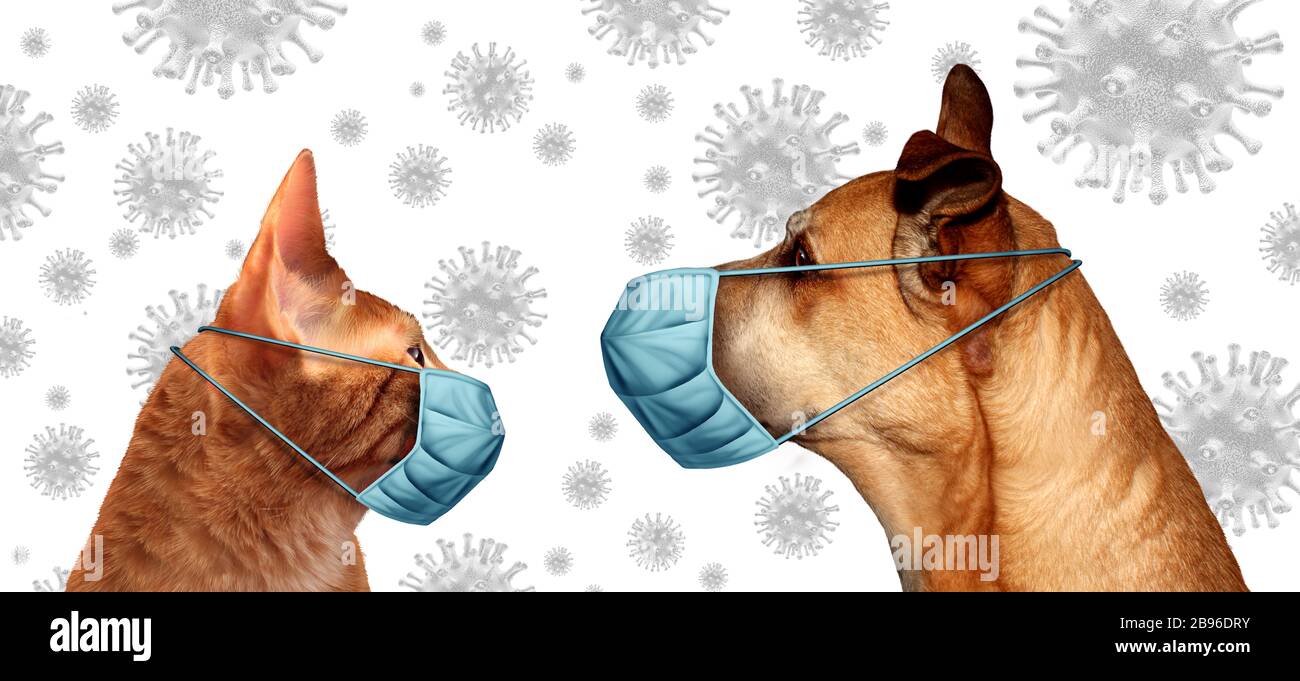 Veteriarian dog and cat as Coronavirus pets wearing a surgical mask to protect from virus infection or veterinary hygiene health care symbol. Stock Photo
