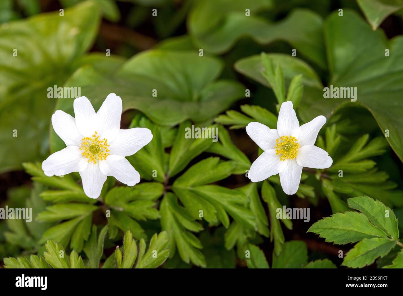 the first spring bloomers in the forest Stock Photo