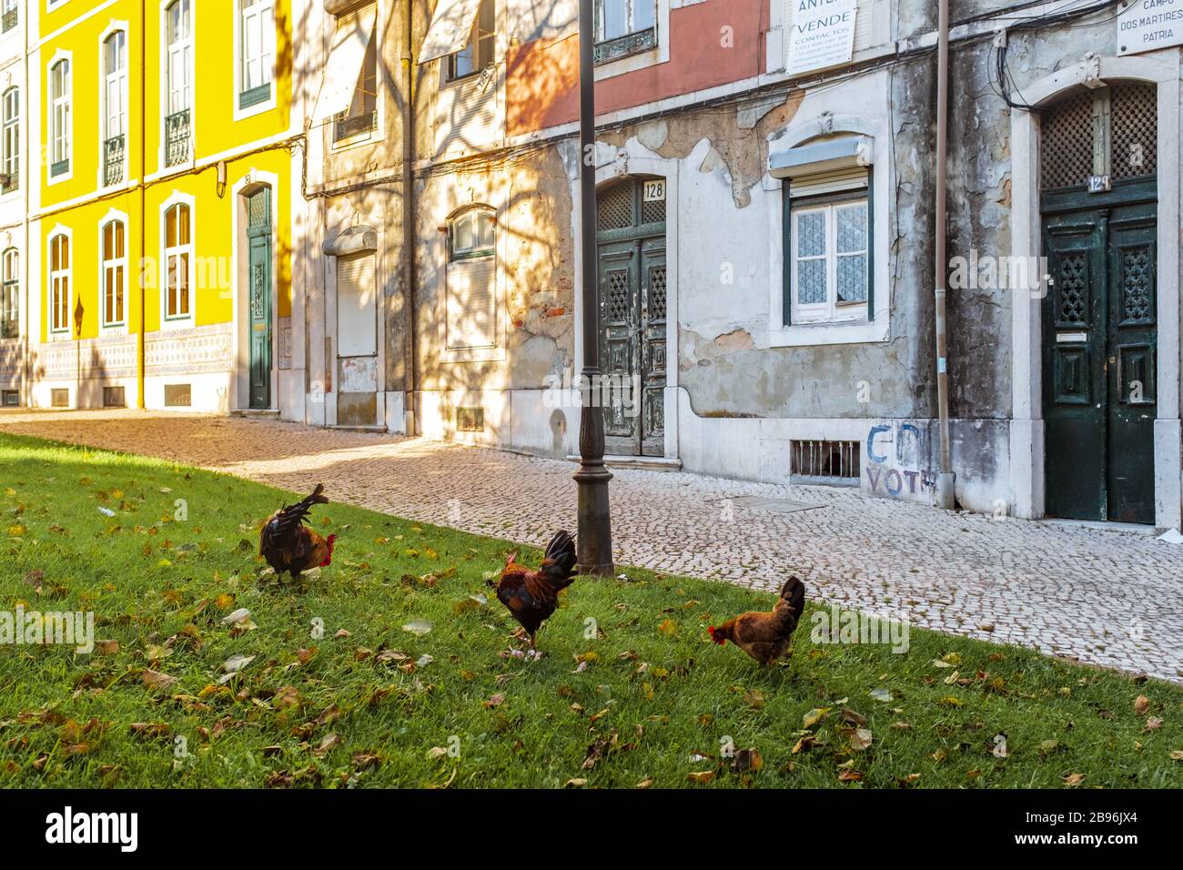 Two roosters and a hen roaming in Jardim Braancamp Freire in Lisbon. Stock Photo