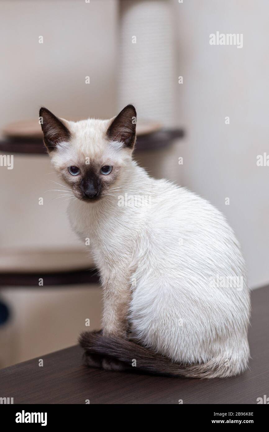 A young Thai cat sits on a table against the background of a game complex for cats Stock Photo Alamy