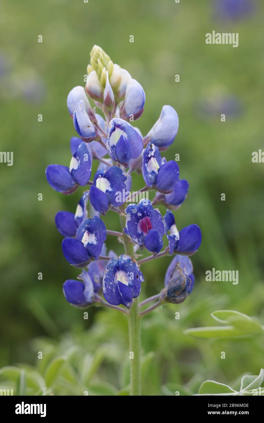 Macro shot of a bluebonnet in a field of wildflowers Stock Photo