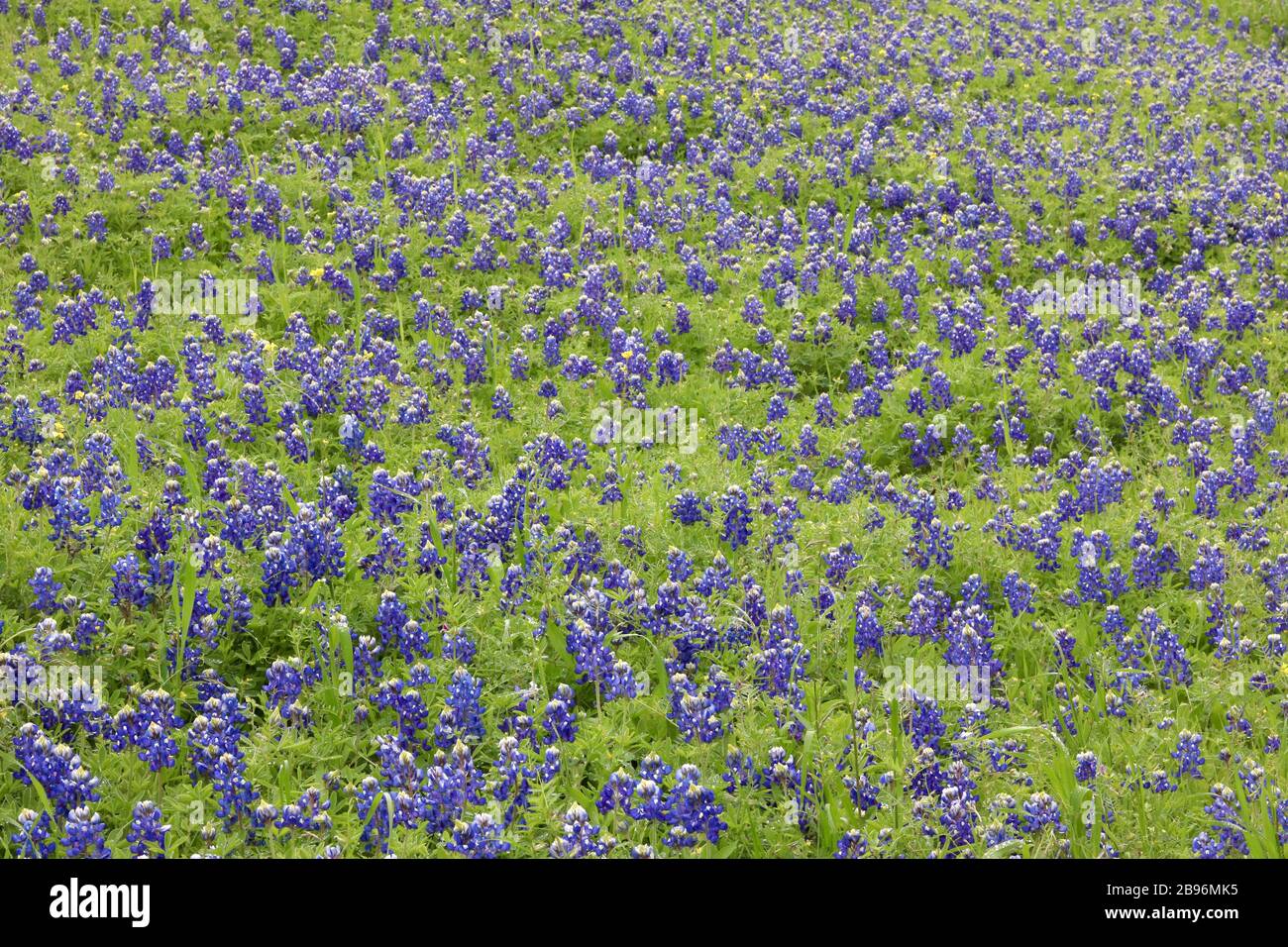 Beautiful field of purple spring wildflowers Stock Photo