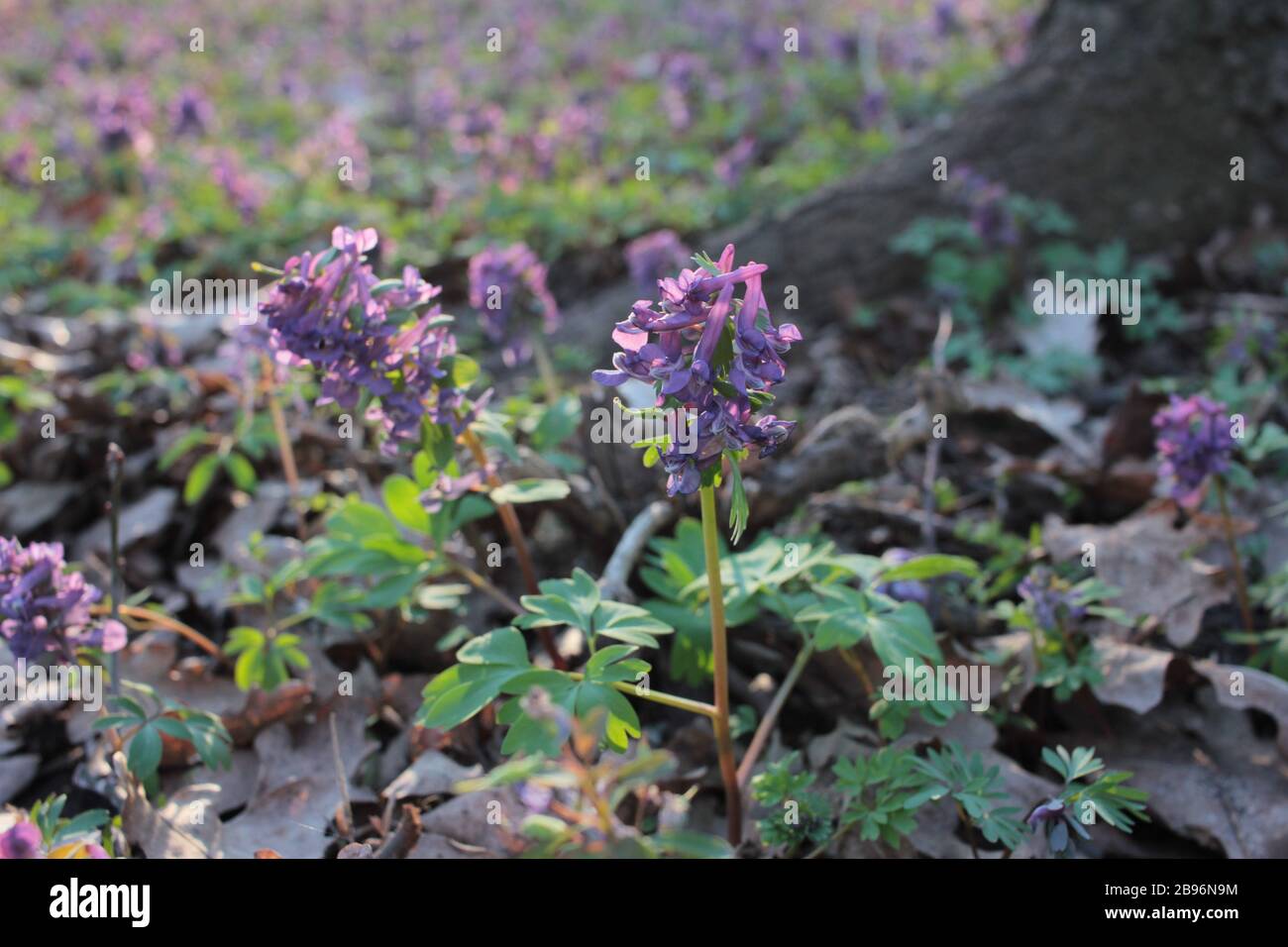 First spring flowers purple bird (fumewort, corydalis solida) among the trees in the forest. Honey and medicinal plants in sunny day Stock Photo