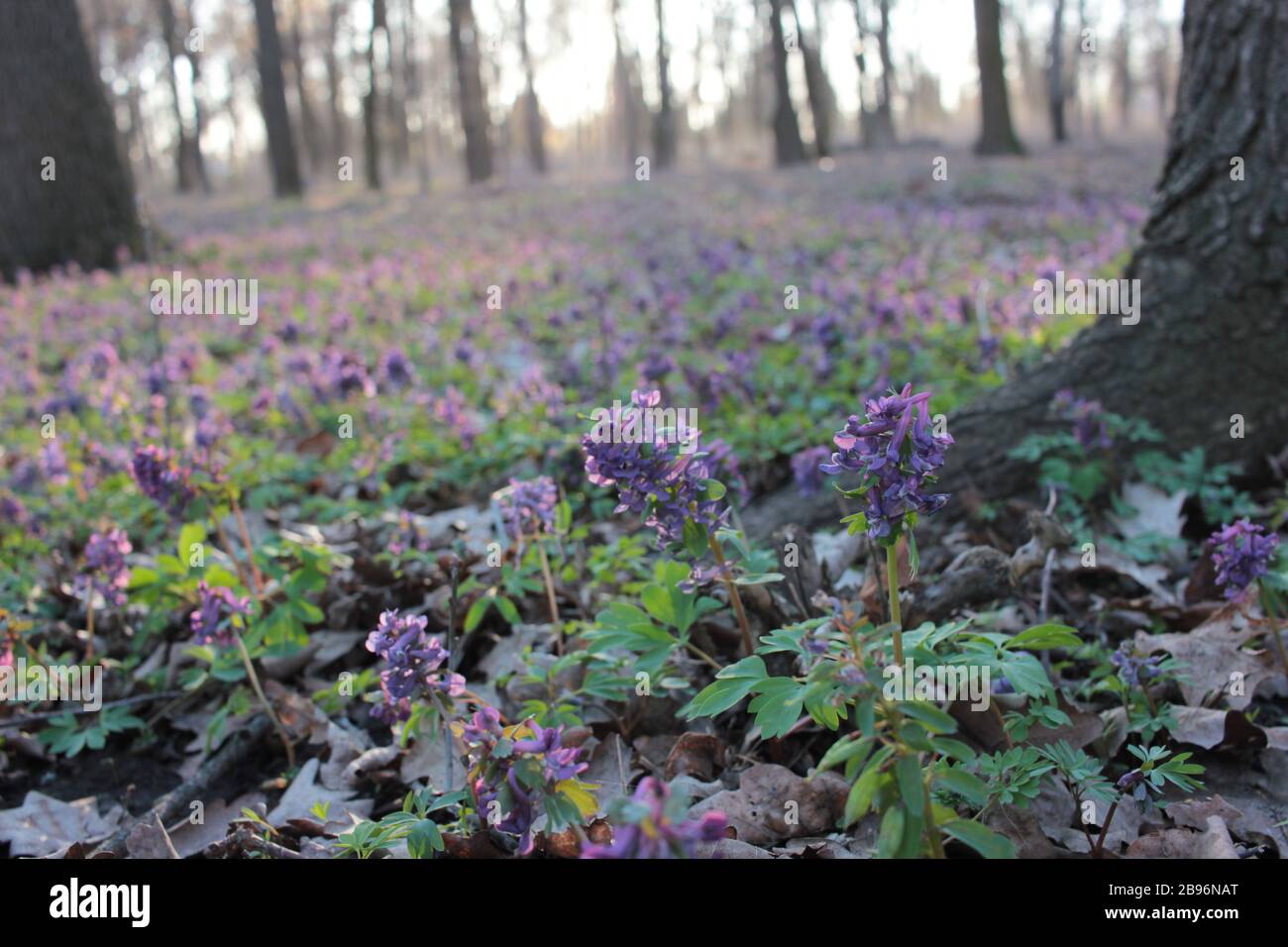 First spring flowers purple bird (fumewort, corydalis solida) among the trees in the forest. Honey and medicinal plants in sunny day Stock Photo