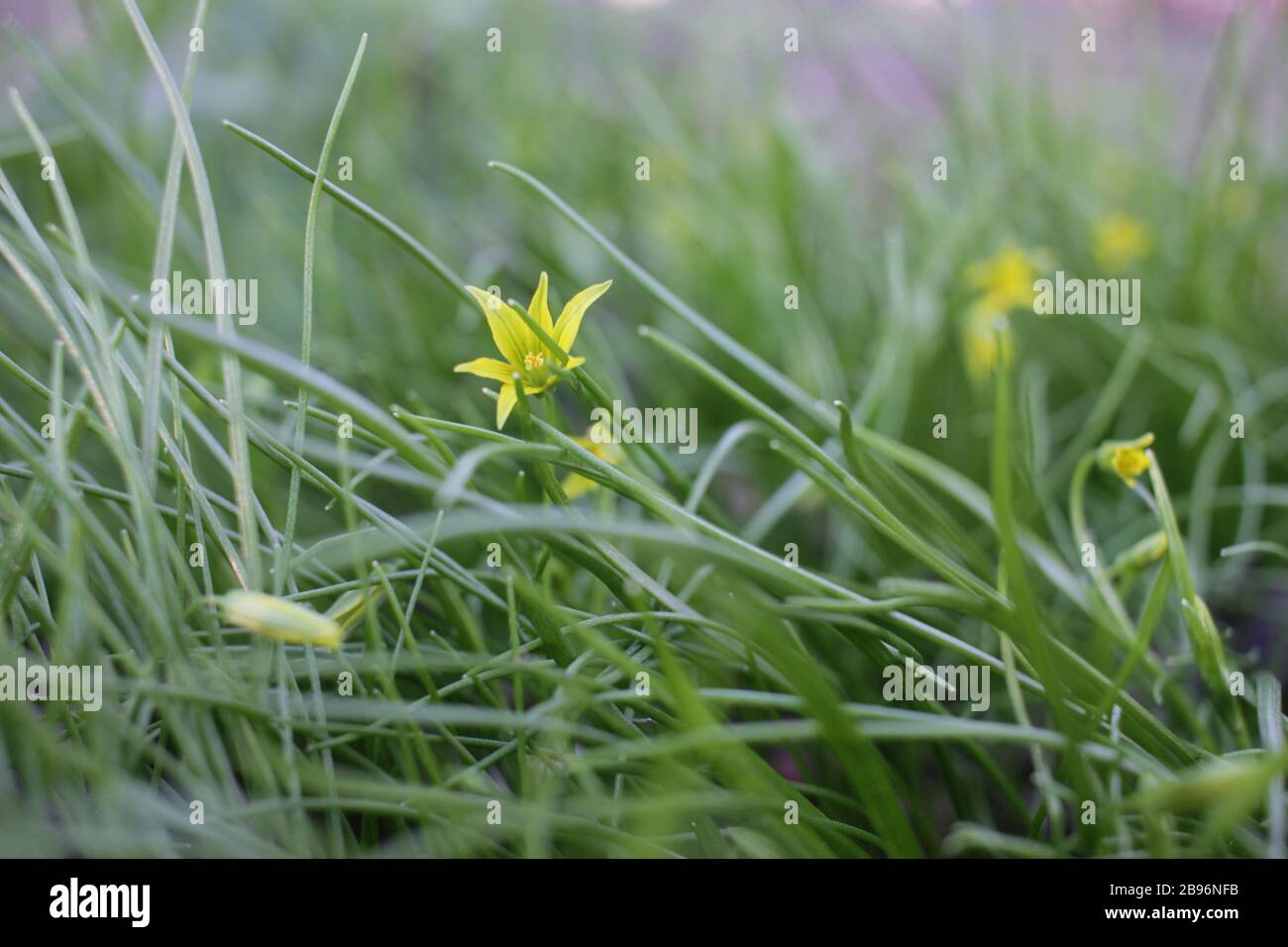 Early spring little flowers Yellow star of Bethlehem (Gagea lutea) with the leaves look like grass. Natural background. Stock Photo