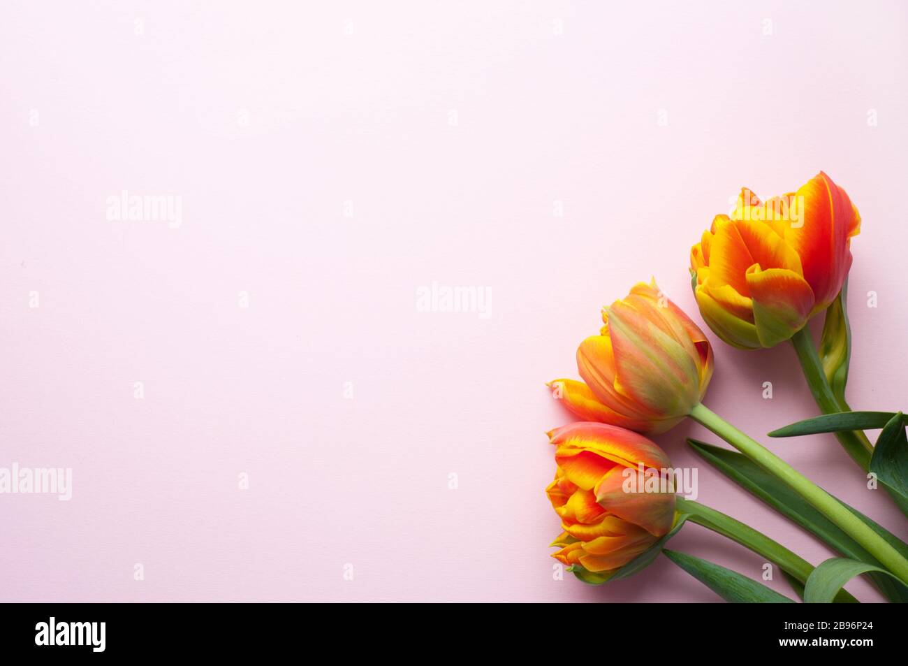 Bouquet of orange and yellow spring tulips and place for text for Mother's Day or Women on a pink background. Top view flat style. Stock Photo