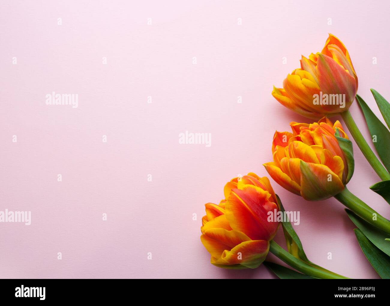 Bouquet of orange and yellow spring tulips and place for text for Mother's Day or Women on a pink background. Top view flat style. Stock Photo