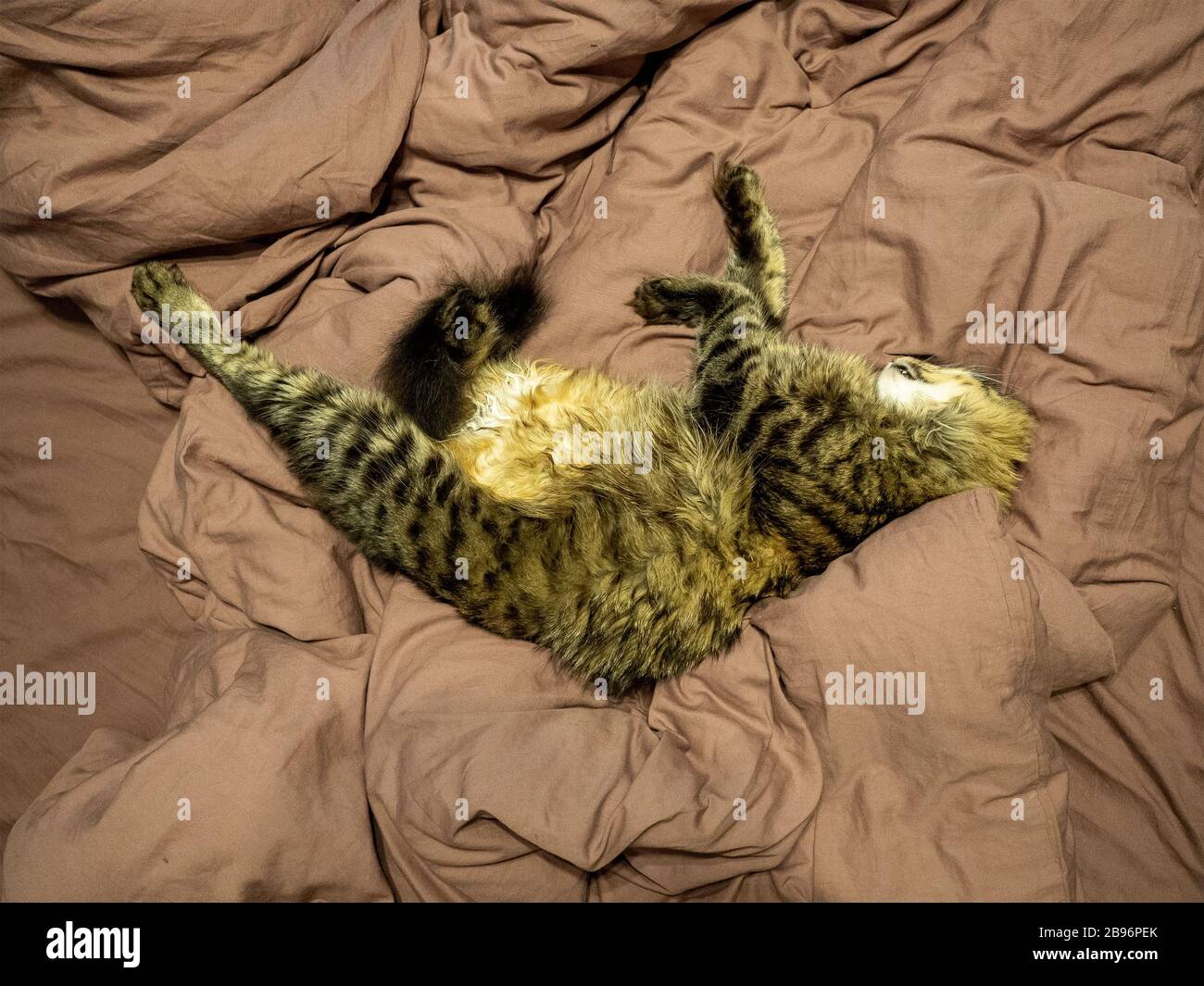 Striped fluffy cat sleeps stretching its legs and hiding its face in brown bed Stock Photo