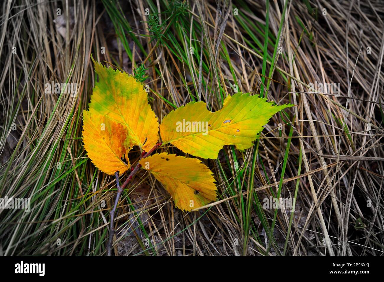 Nice abstract autumn leafage on grass Stock Photo