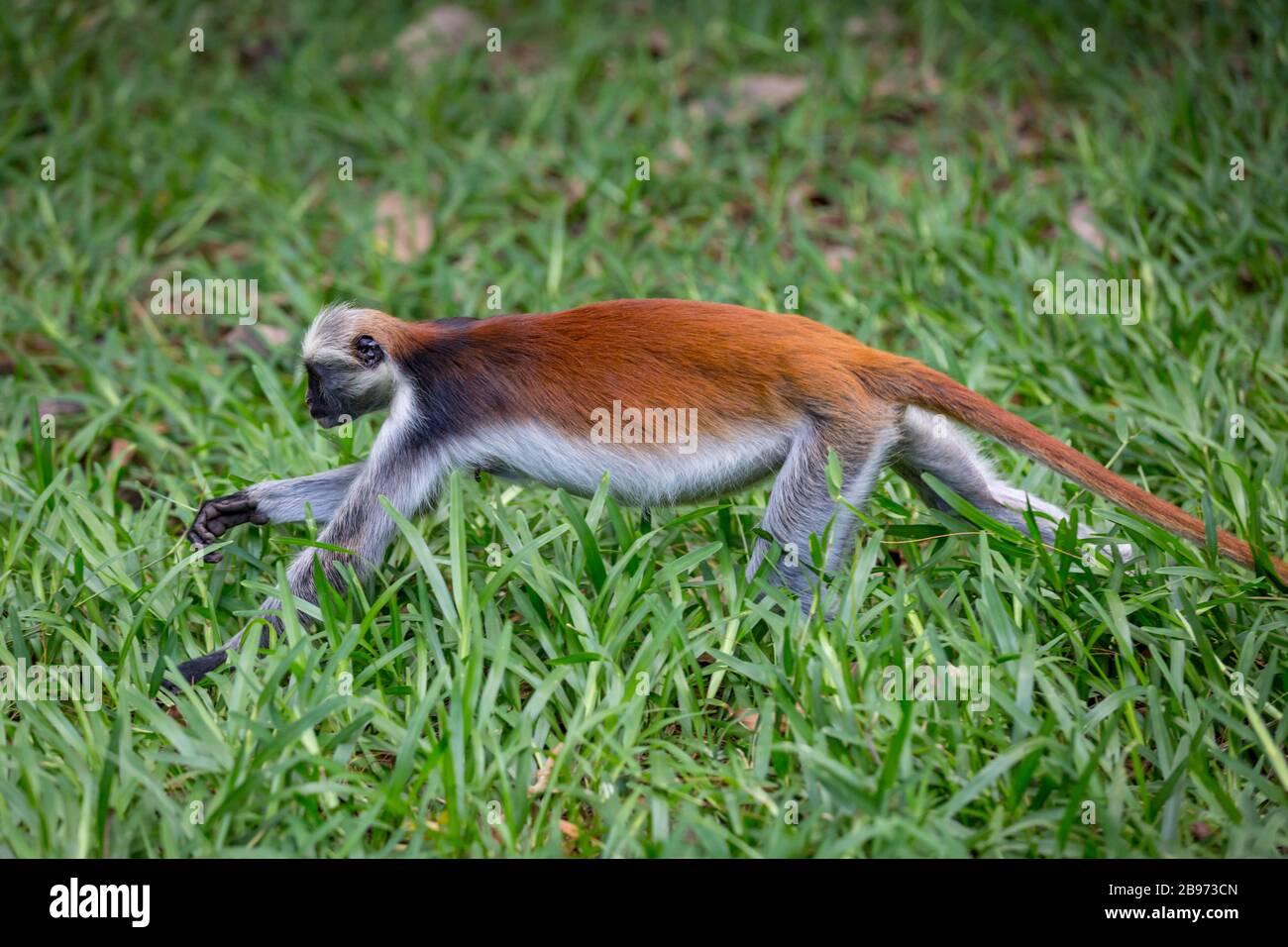 Red Colobus monkey run on grass Stock Photo